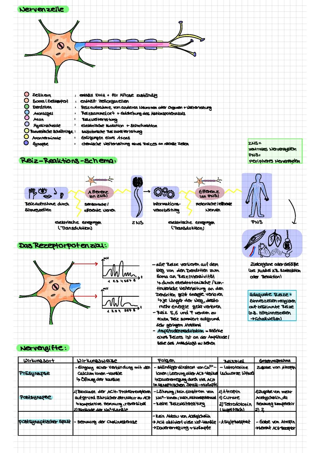 Abitur Lernzettel Biologie LK Q3 2024