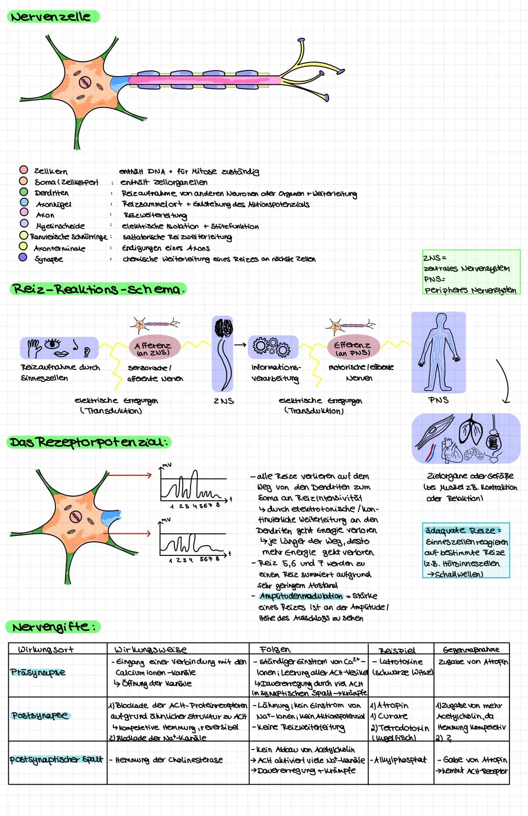Nervenzelle
● Zellkern
○ Soma (Zellkörper
● Dendriten
OOOOOOOOO
Axonhigel
Axon
Myelinscheide
Ranviersche Schnurringe:
Axonterminale
Synapse