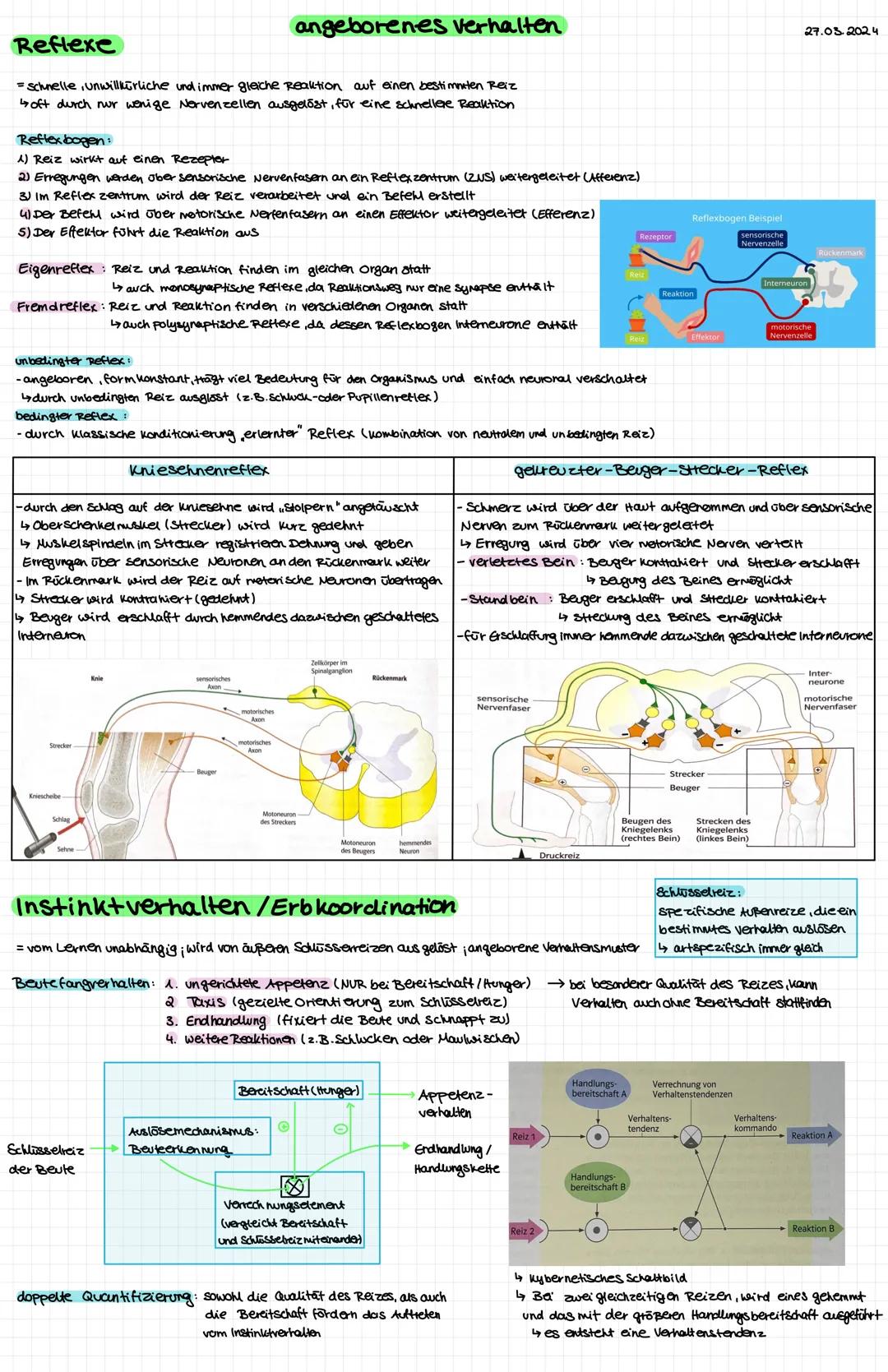 Nervenzelle
● Zellkern
○ Soma (Zellkörper
● Dendriten
OOOOOOOOO
Axonhigel
Axon
Myelinscheide
Ranviersche Schnurringe:
Axonterminale
Synapse