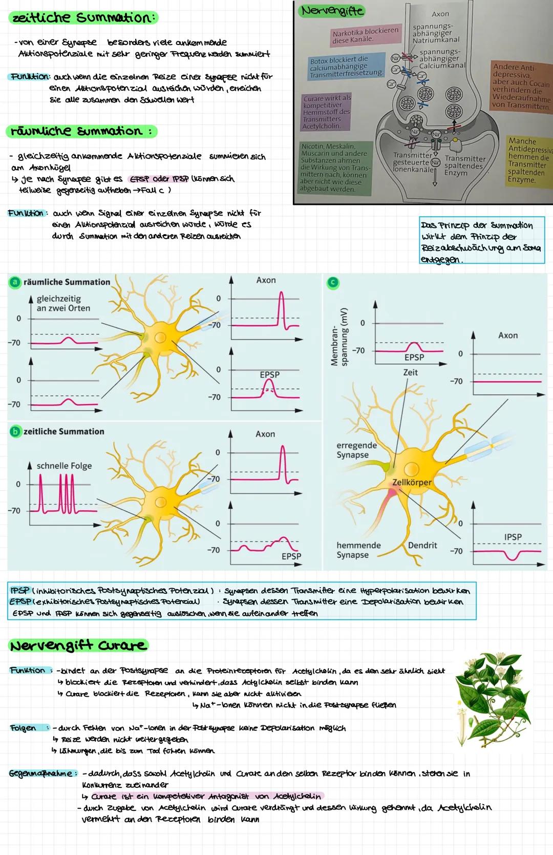Nervenzelle
● Zellkern
○ Soma (Zellkörper
● Dendriten
OOOOOOOOO
Axonhigel
Axon
Myelinscheide
Ranviersche Schnurringe:
Axonterminale
Synapse