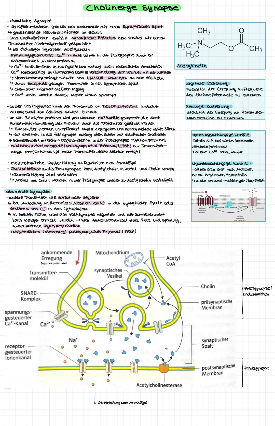 Nervenzelle
● Zellkern
○ Soma (Zellkörper
● Dendriten
OOOOOOOOO
Axonhigel
Axon
Myelinscheide
Ranviersche Schnurringe:
Axonterminale
Synapse