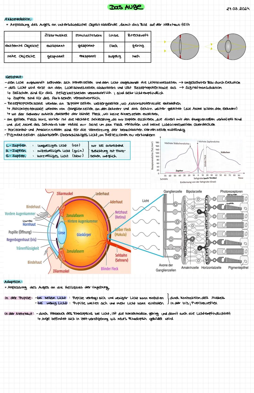 Nervenzelle
● Zellkern
○ Soma (Zellkörper
● Dendriten
OOOOOOOOO
Axonhigel
Axon
Myelinscheide
Ranviersche Schnurringe:
Axonterminale
Synapse