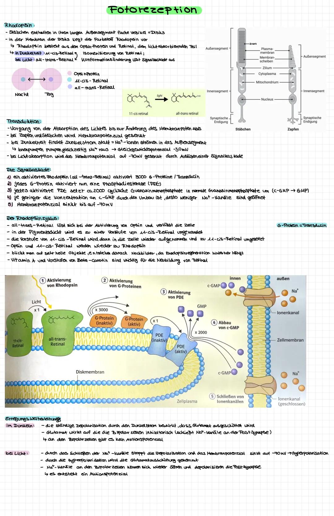 Nervenzelle
● Zellkern
○ Soma (Zellkörper
● Dendriten
OOOOOOOOO
Axonhigel
Axon
Myelinscheide
Ranviersche Schnurringe:
Axonterminale
Synapse