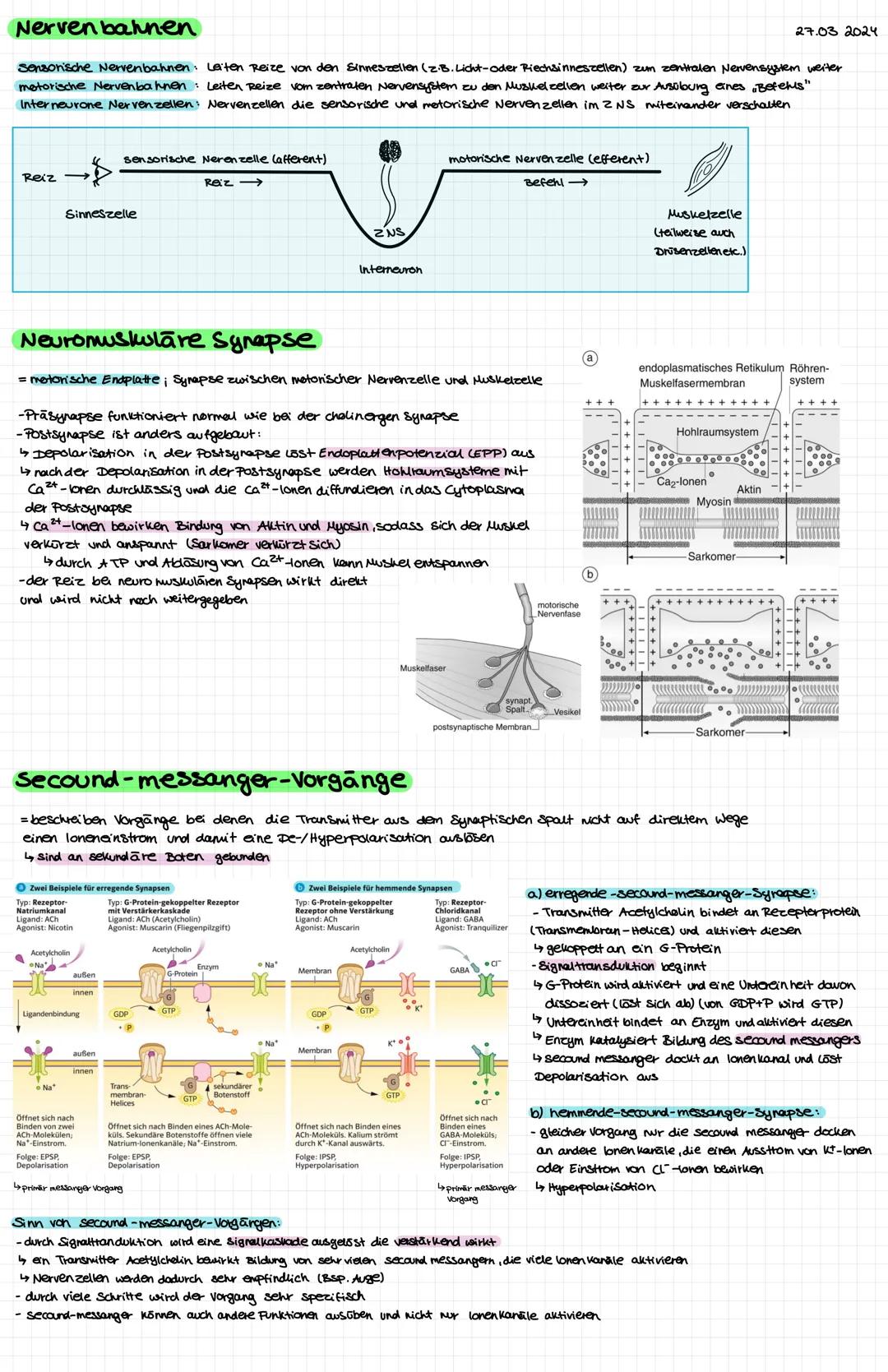 Nervenzelle
● Zellkern
○ Soma (Zellkörper
● Dendriten
OOOOOOOOO
Axonhigel
Axon
Myelinscheide
Ranviersche Schnurringe:
Axonterminale
Synapse