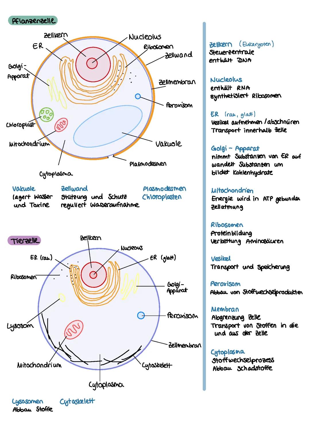 Biologie E-Phase Cytologie