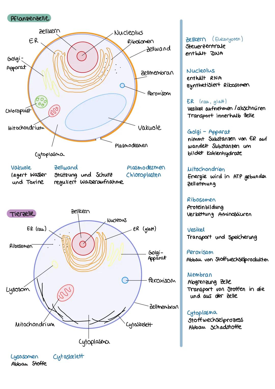 Pflanzenzelle
Zellkern
ER
Golgi-
Nucleolus
Ribosomen
-Zellwand
Zellkern (Eukaryoten)
Steuerzentrale
enthält DNA
Apparat
Chloroplast
Mitochon
