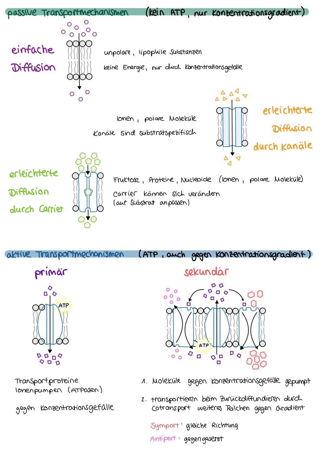 Pflanzenzelle
Zellkern
ER
Golgi-
Nucleolus
Ribosomen
-Zellwand
Zellkern (Eukaryoten)
Steuerzentrale
enthält DNA
Apparat
Chloroplast
Mitochon