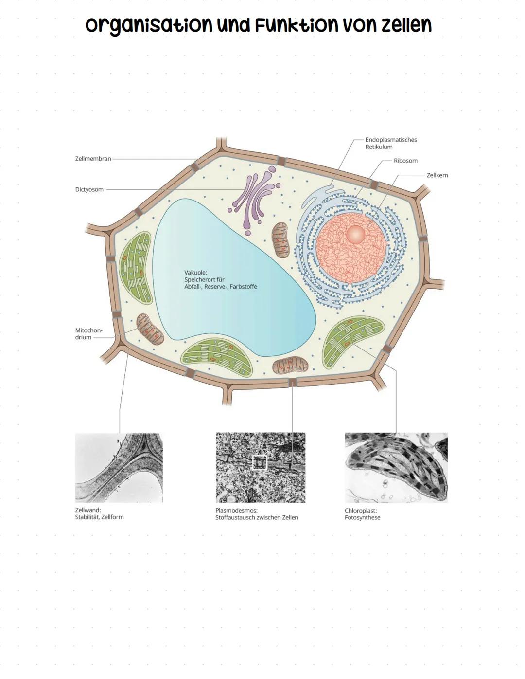 # Lernzettel
Biologie Abitur # Themen:
• zytologie und Grundlagen des zellstoffwechsels
-> Organisation und Funktion von Zellen
• stoffwech