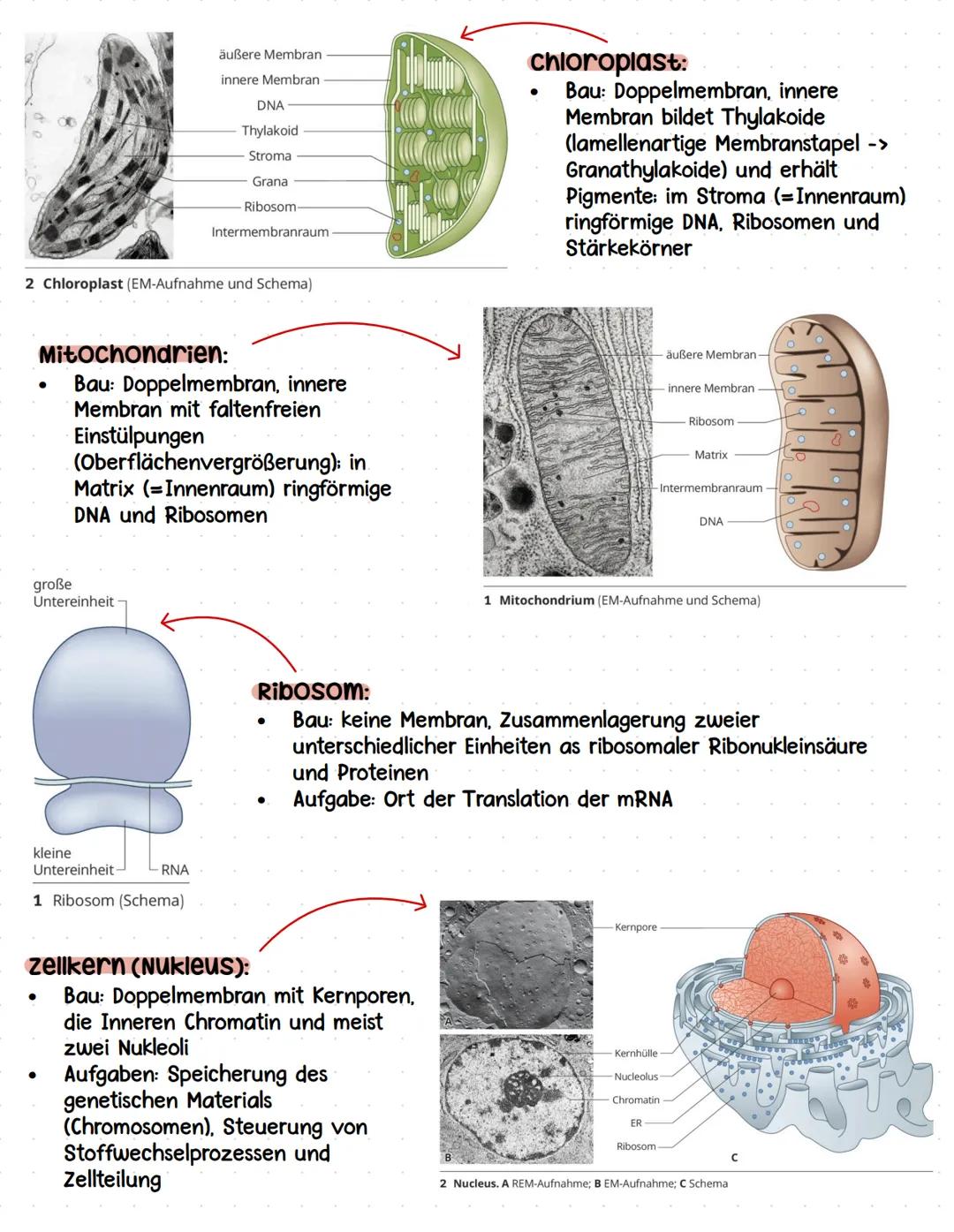 # Lernzettel
Biologie Abitur # Themen:
• zytologie und Grundlagen des zellstoffwechsels
-> Organisation und Funktion von Zellen
• stoffwech