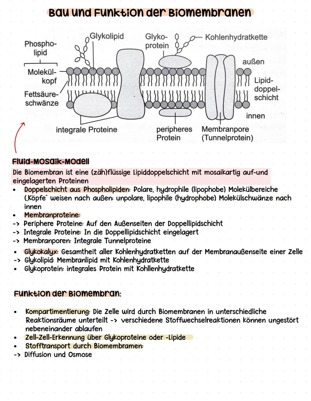 # Lernzettel
Biologie Abitur # Themen:
• zytologie und Grundlagen des zellstoffwechsels
-> Organisation und Funktion von Zellen
• stoffwech