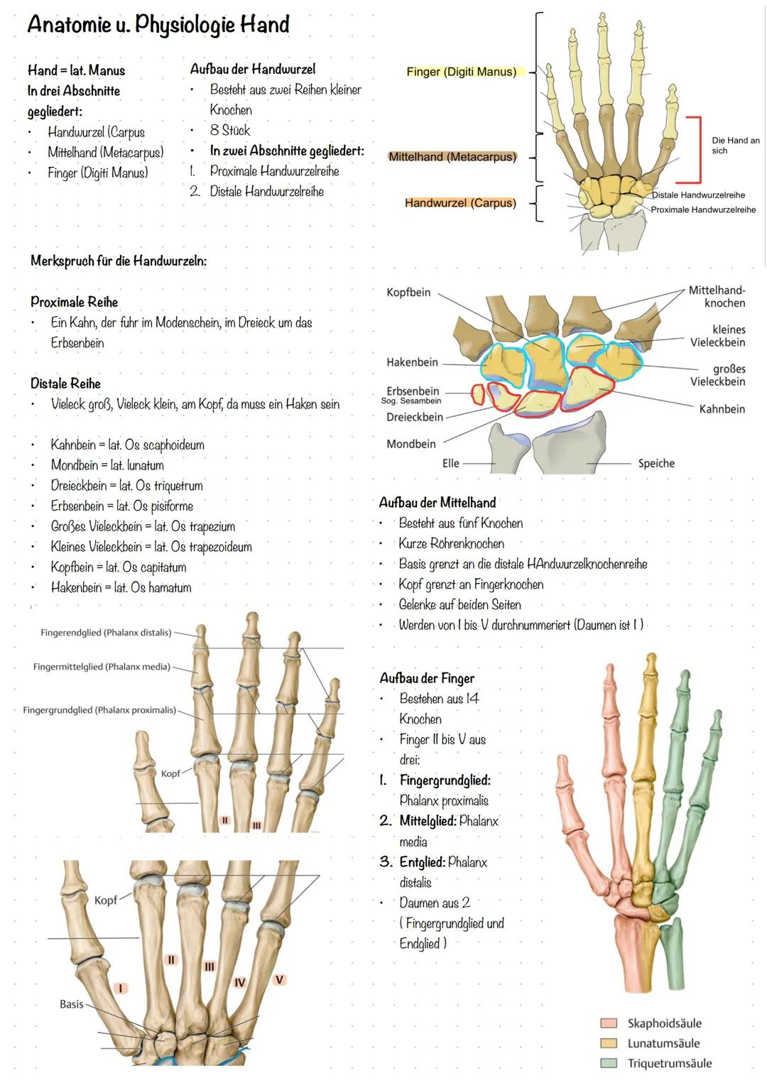 # Anatomie u. Physiologie Hand
Hand lat. Manus
In drei Abschnitte
gegliedert:
* Handwurzel (Carpus
* Mittelhand (Metacarpus)
* Fing