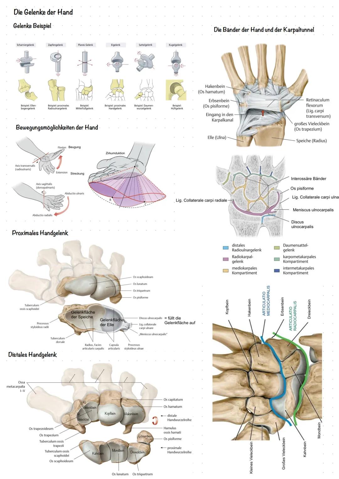 # Anatomie u. Physiologie Hand
Hand lat. Manus
In drei Abschnitte
gegliedert:
* Handwurzel (Carpus
* Mittelhand (Metacarpus)
* Fing