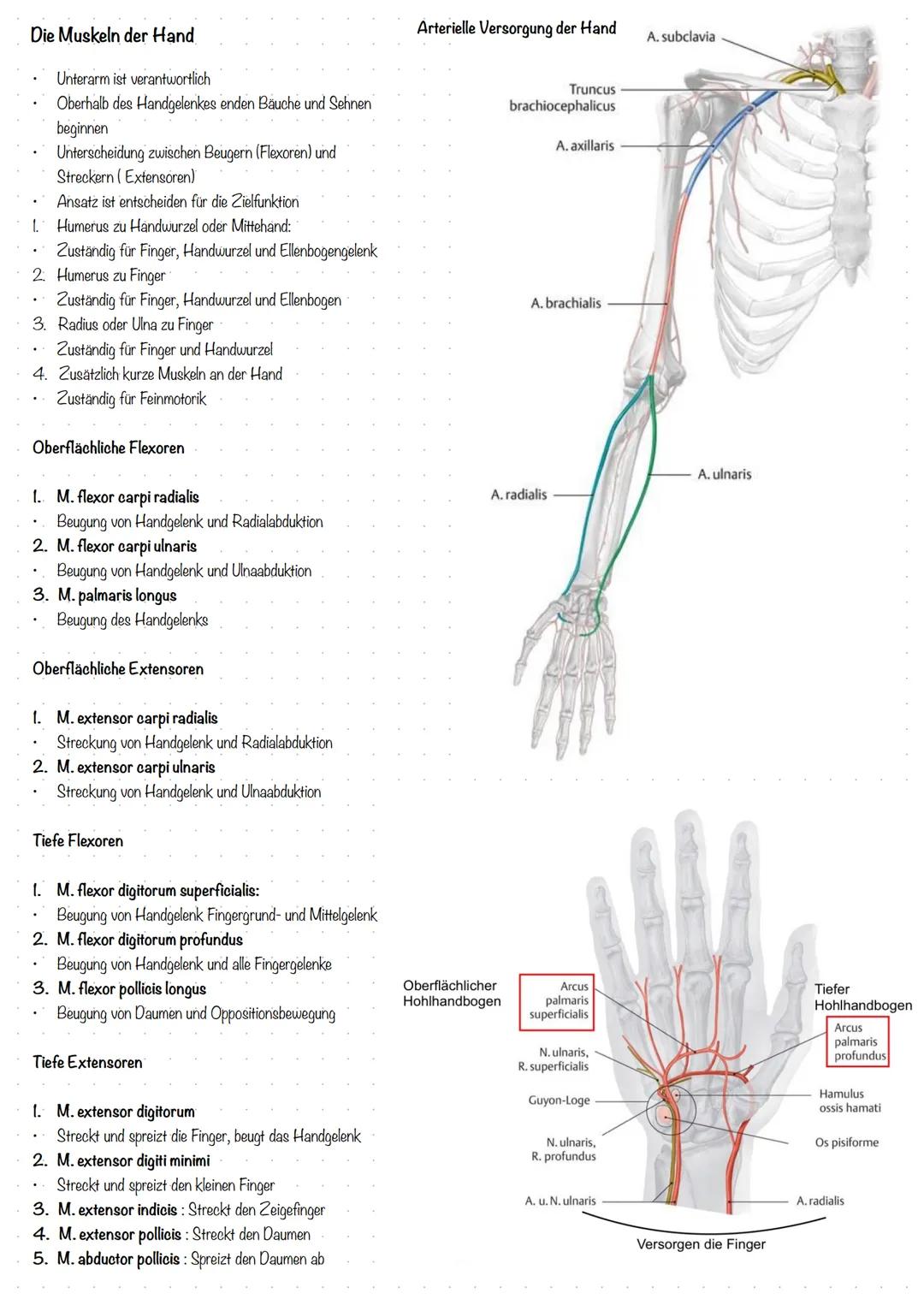 # Anatomie u. Physiologie Hand
Hand lat. Manus
In drei Abschnitte
gegliedert:
* Handwurzel (Carpus
* Mittelhand (Metacarpus)
* Fing