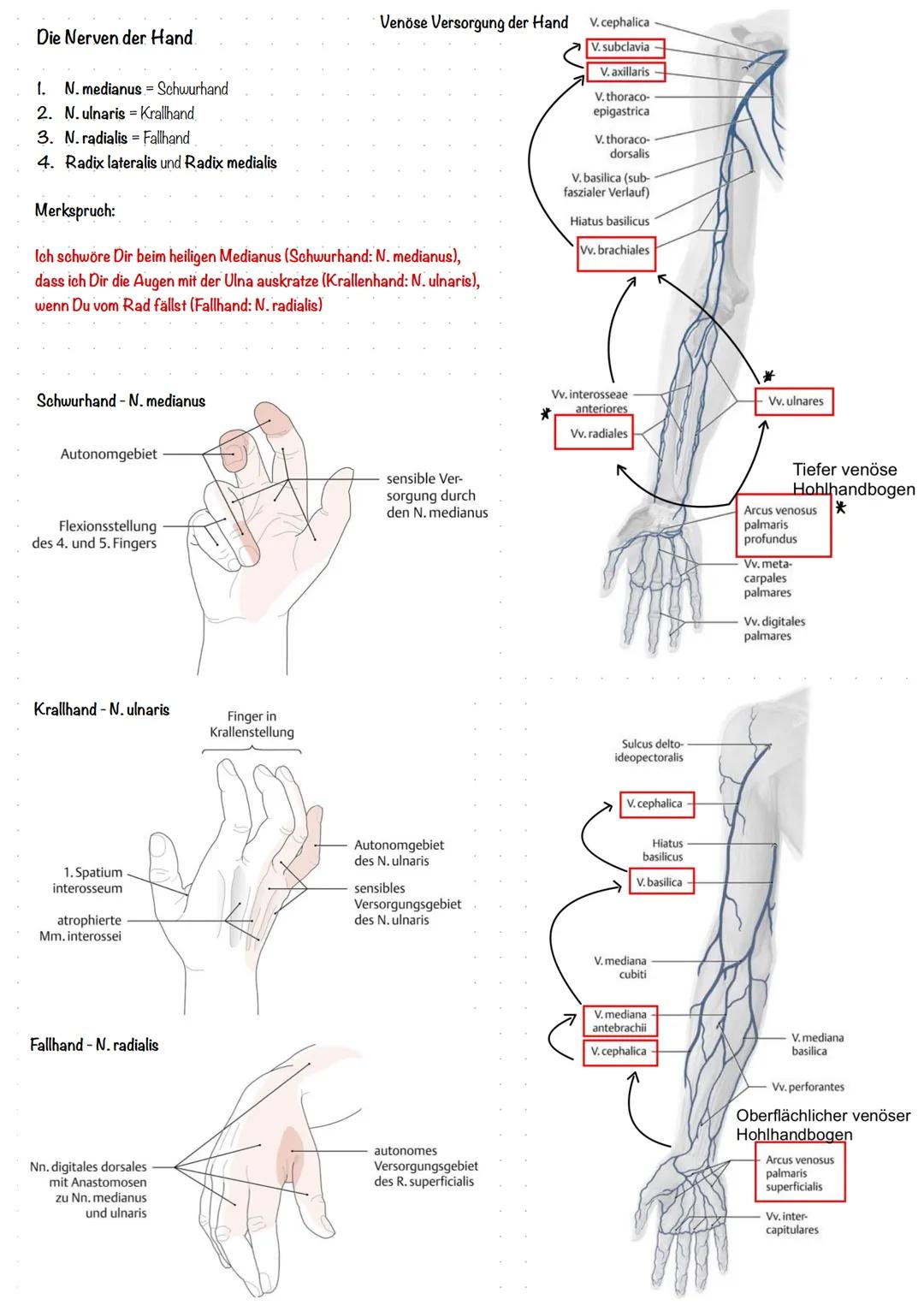 # Anatomie u. Physiologie Hand
Hand lat. Manus
In drei Abschnitte
gegliedert:
* Handwurzel (Carpus
* Mittelhand (Metacarpus)
* Fing