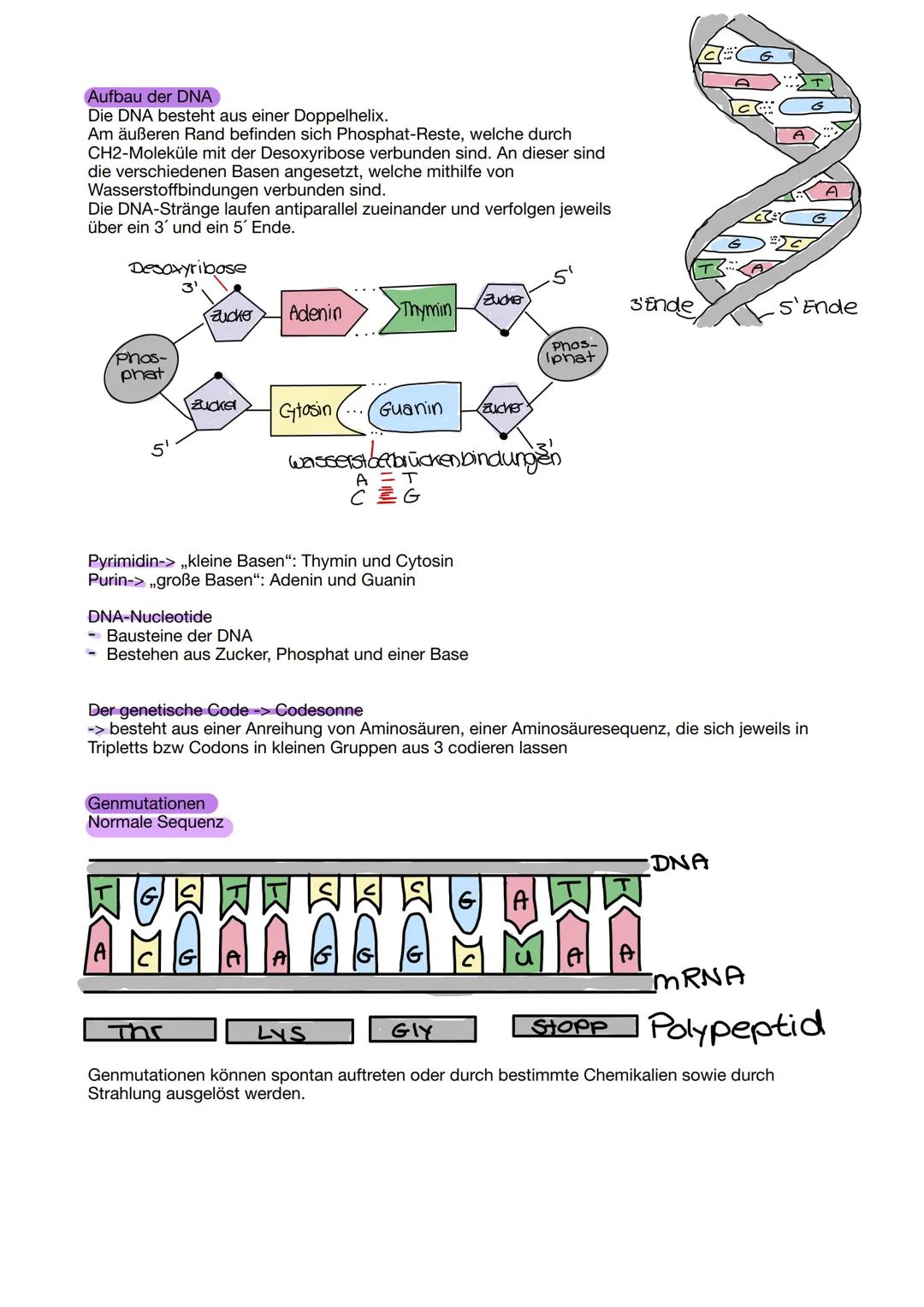 Lernzettel zum Thema „Genetik“ Bio LK 24, Niedersachsen