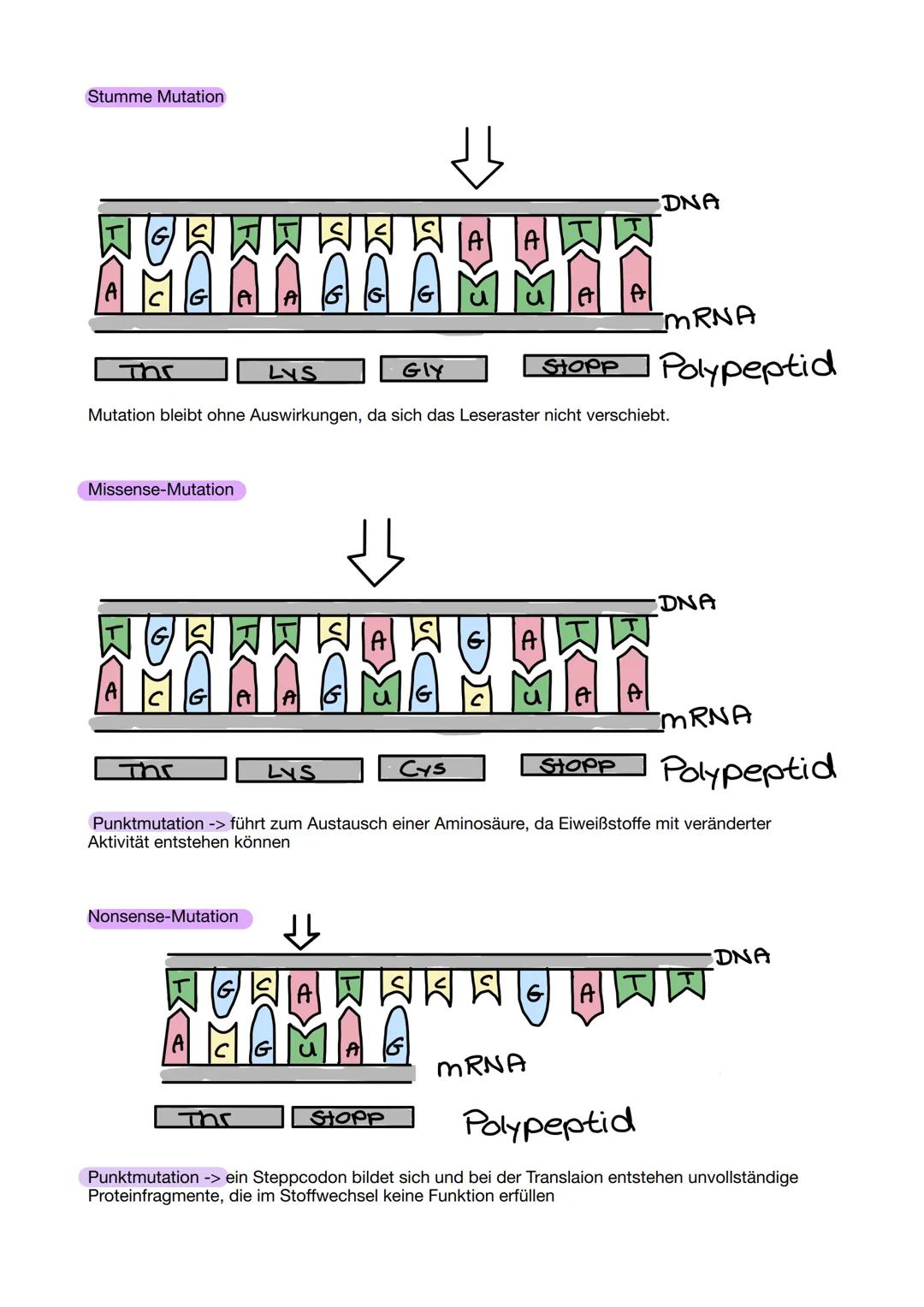 # Aufbau der DNA
Die DNA besteht aus einer Doppelhelix.
Am äußeren Rand befinden sich Phosphat-Reste, welche durch
CH2-Moleküle mit der Deso
