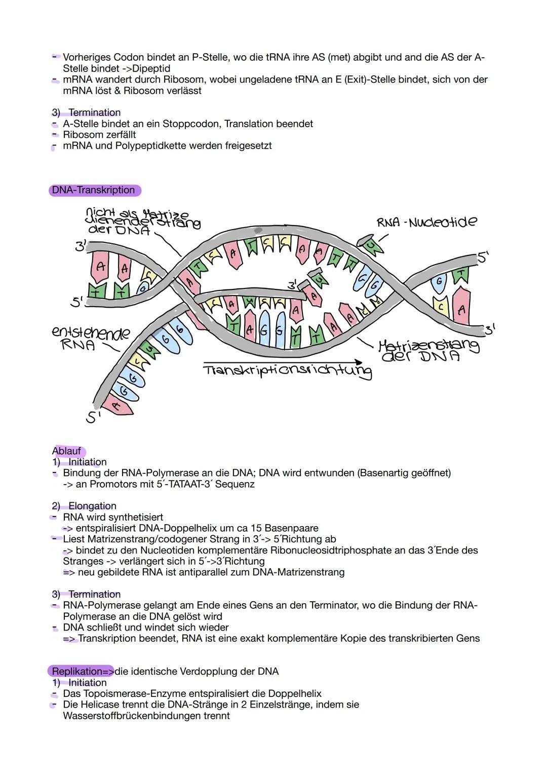 # Aufbau der DNA
Die DNA besteht aus einer Doppelhelix.
Am äußeren Rand befinden sich Phosphat-Reste, welche durch
CH2-Moleküle mit der Deso