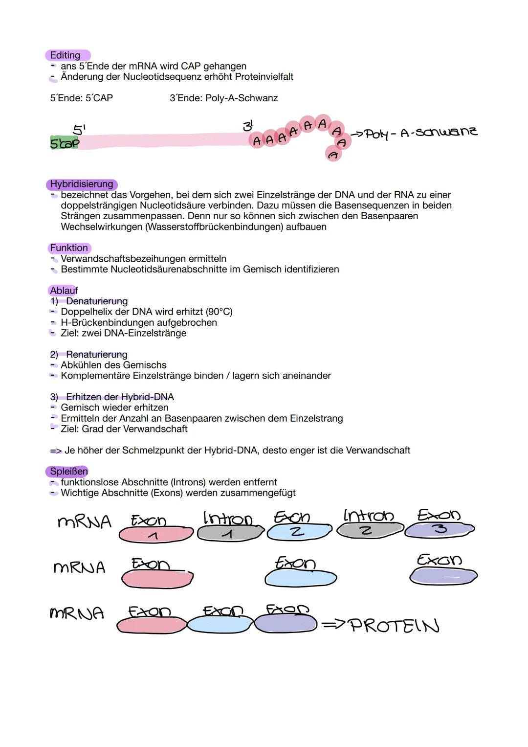 # Aufbau der DNA
Die DNA besteht aus einer Doppelhelix.
Am äußeren Rand befinden sich Phosphat-Reste, welche durch
CH2-Moleküle mit der Deso