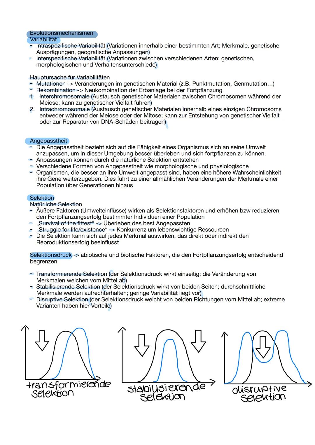 # Evolutionsmechanismen
Variabilität
- Intraspezifische Variabilität (Variationen innerhalb einer bestimmten Art; Merkmale, genetische
Auspr