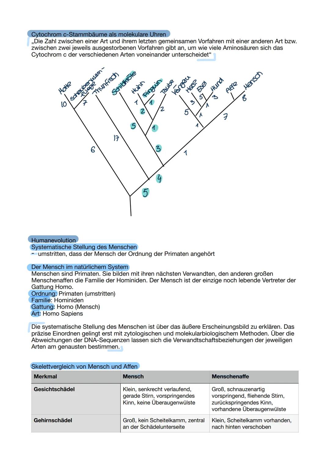 # Evolutionsmechanismen
Variabilität
- Intraspezifische Variabilität (Variationen innerhalb einer bestimmten Art; Merkmale, genetische
Auspr
