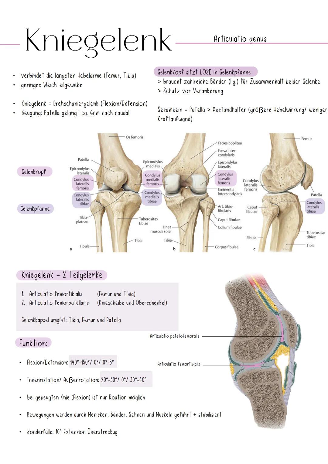 # Kniegelenk
- verbindet die längsten Hebelarme (Femur, Tibia)
geringes Weichteilgewebe
- Kniegelenk = Drehschaniergelenk (Flexion/Extensi
