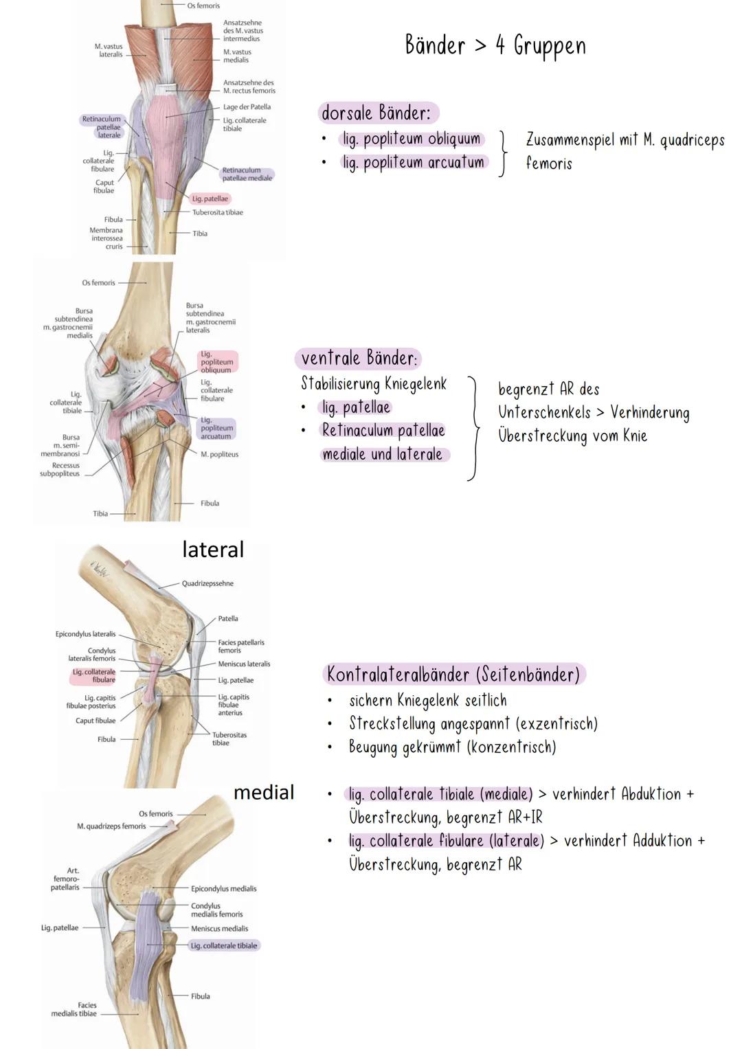 # Kniegelenk
- verbindet die längsten Hebelarme (Femur, Tibia)
geringes Weichteilgewebe
- Kniegelenk = Drehschaniergelenk (Flexion/Extensi