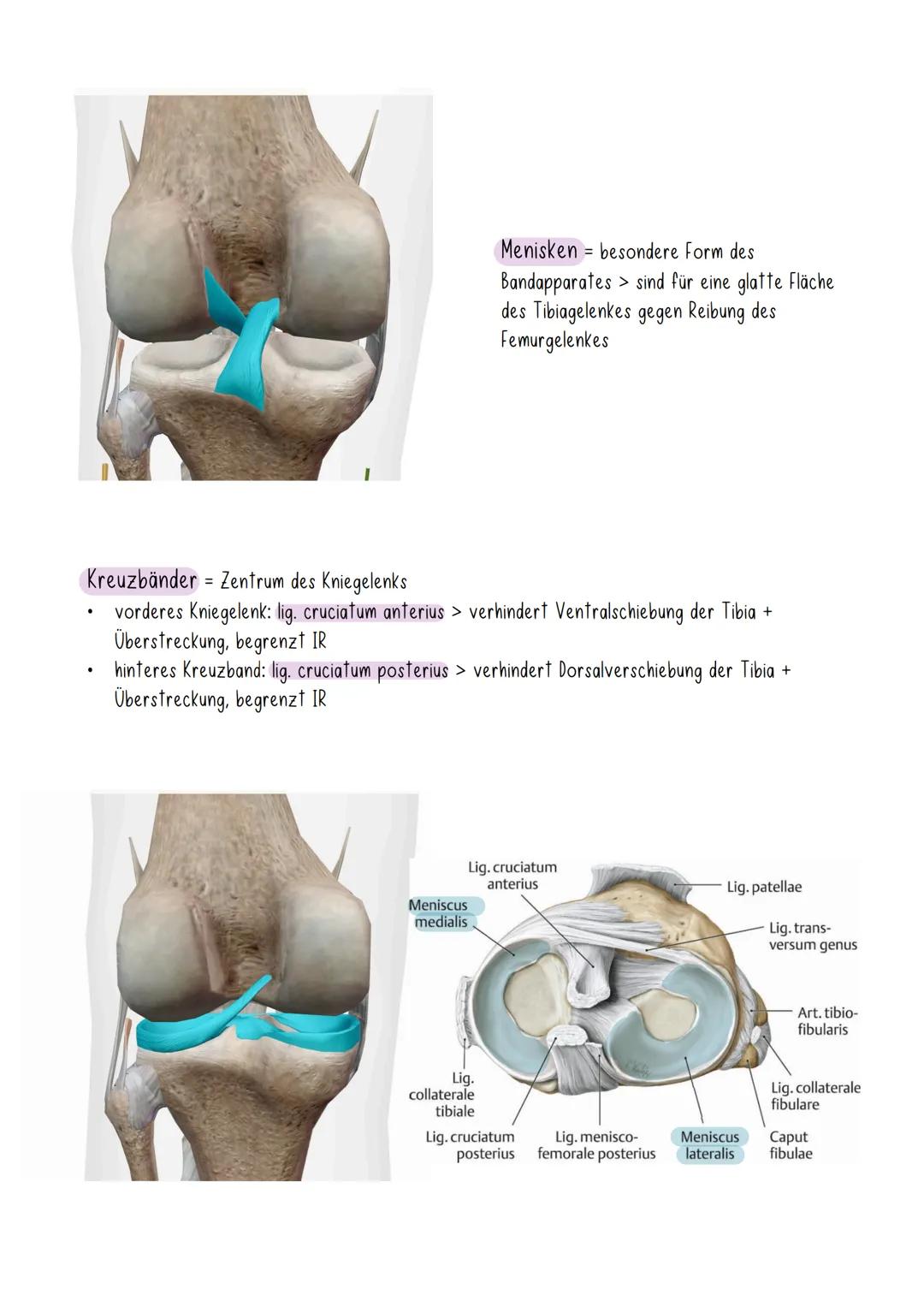 # Kniegelenk
- verbindet die längsten Hebelarme (Femur, Tibia)
geringes Weichteilgewebe
- Kniegelenk = Drehschaniergelenk (Flexion/Extensi