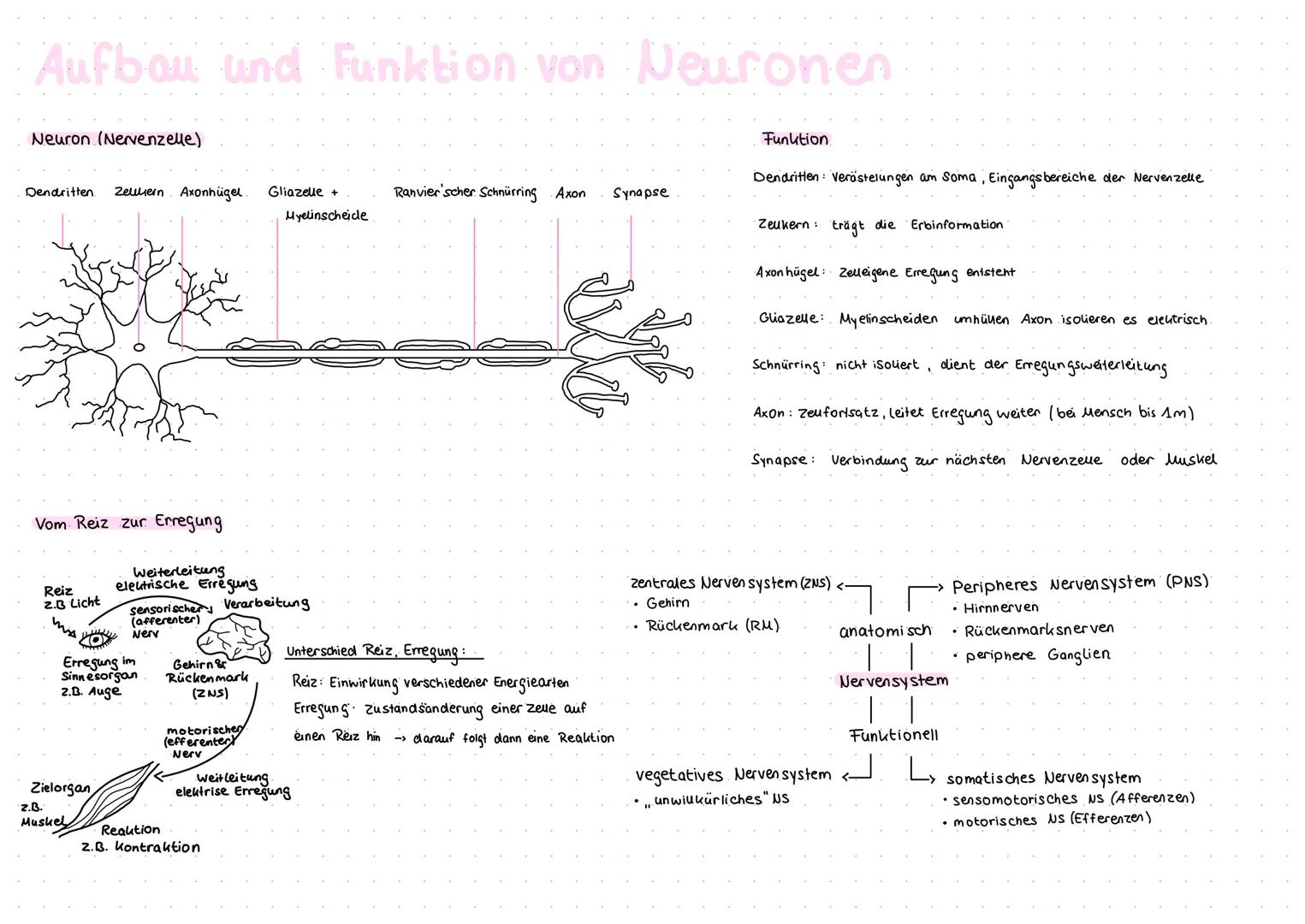 Aufbau und Funktion von Neuronen
Neuron (Nervenzelle)
Funktion
Dendritten: Verästelungen am Soma, Eingangsbereiche der Nervenzelle
Dendritte