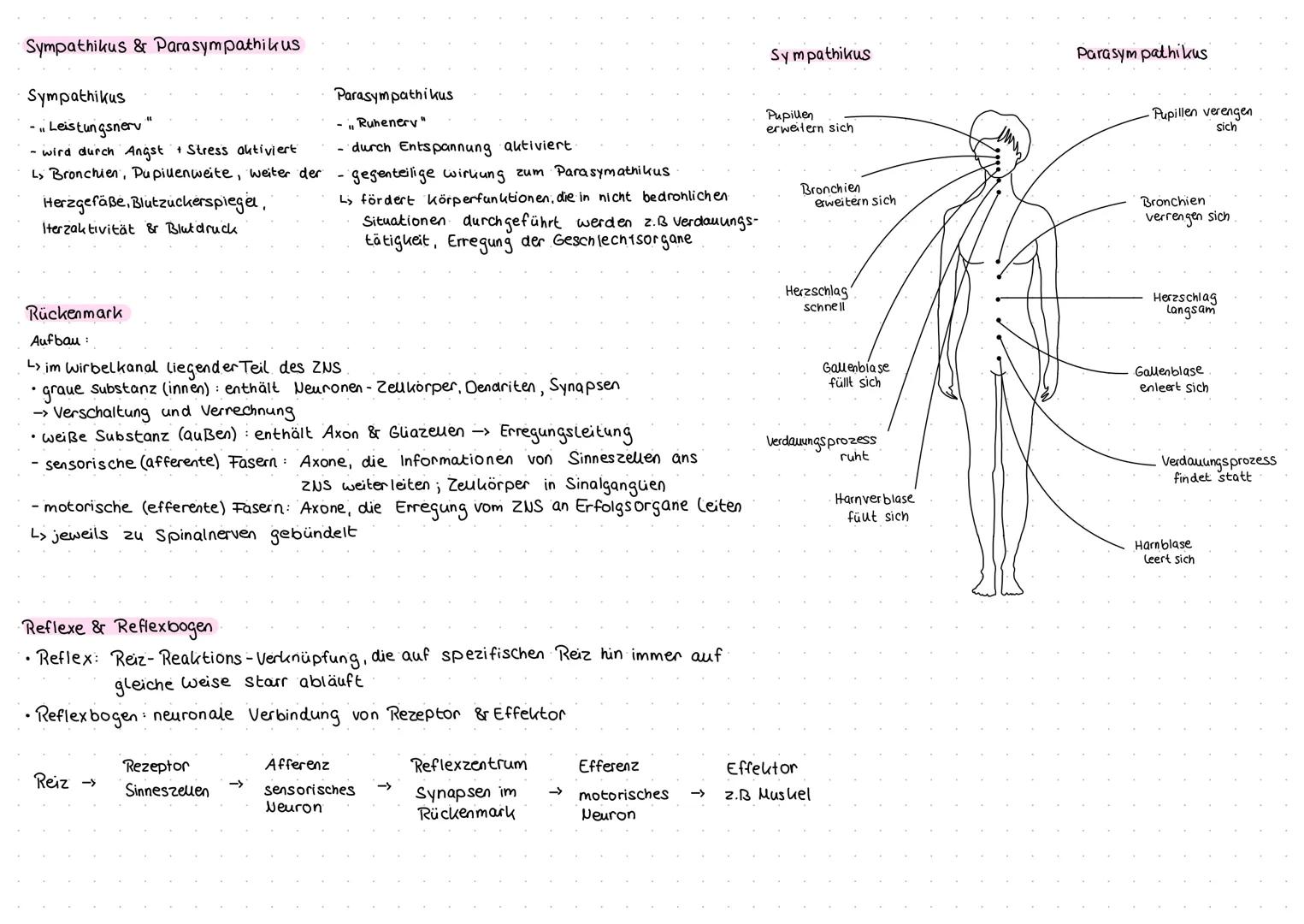 Aufbau und Funktion von Neuronen
Neuron (Nervenzelle)
Funktion
Dendritten: Verästelungen am Soma, Eingangsbereiche der Nervenzelle
Dendritte