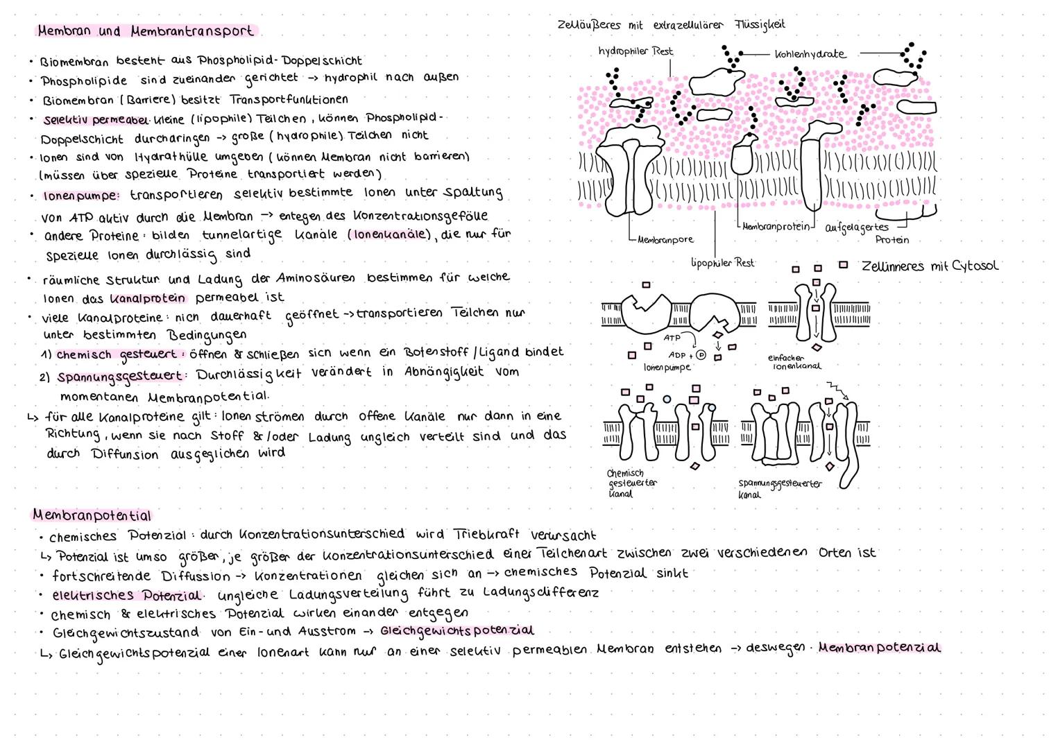 Aufbau und Funktion von Neuronen
Neuron (Nervenzelle)
Funktion
Dendritten: Verästelungen am Soma, Eingangsbereiche der Nervenzelle
Dendritte