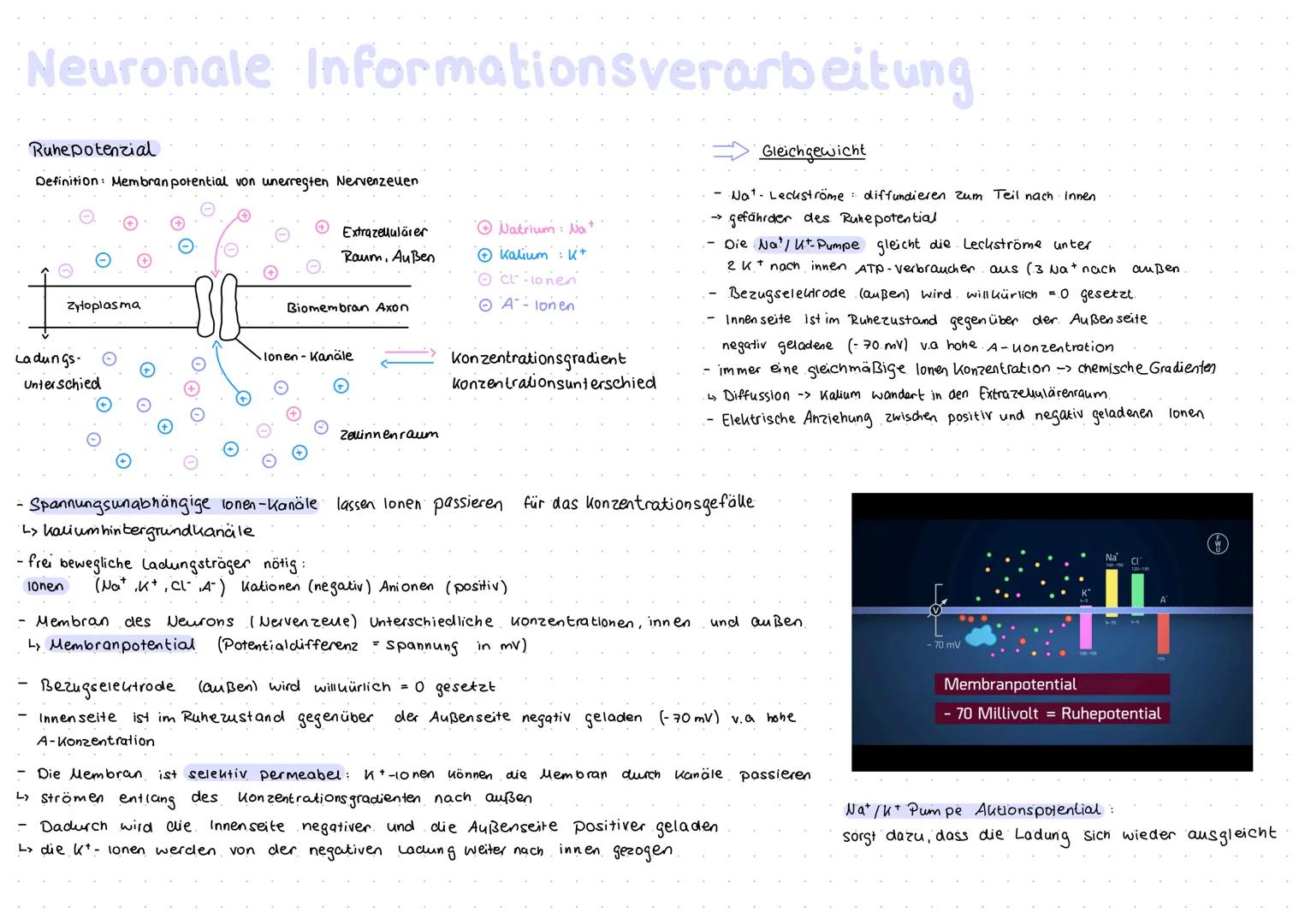 Aufbau und Funktion von Neuronen
Neuron (Nervenzelle)
Funktion
Dendritten: Verästelungen am Soma, Eingangsbereiche der Nervenzelle
Dendritte