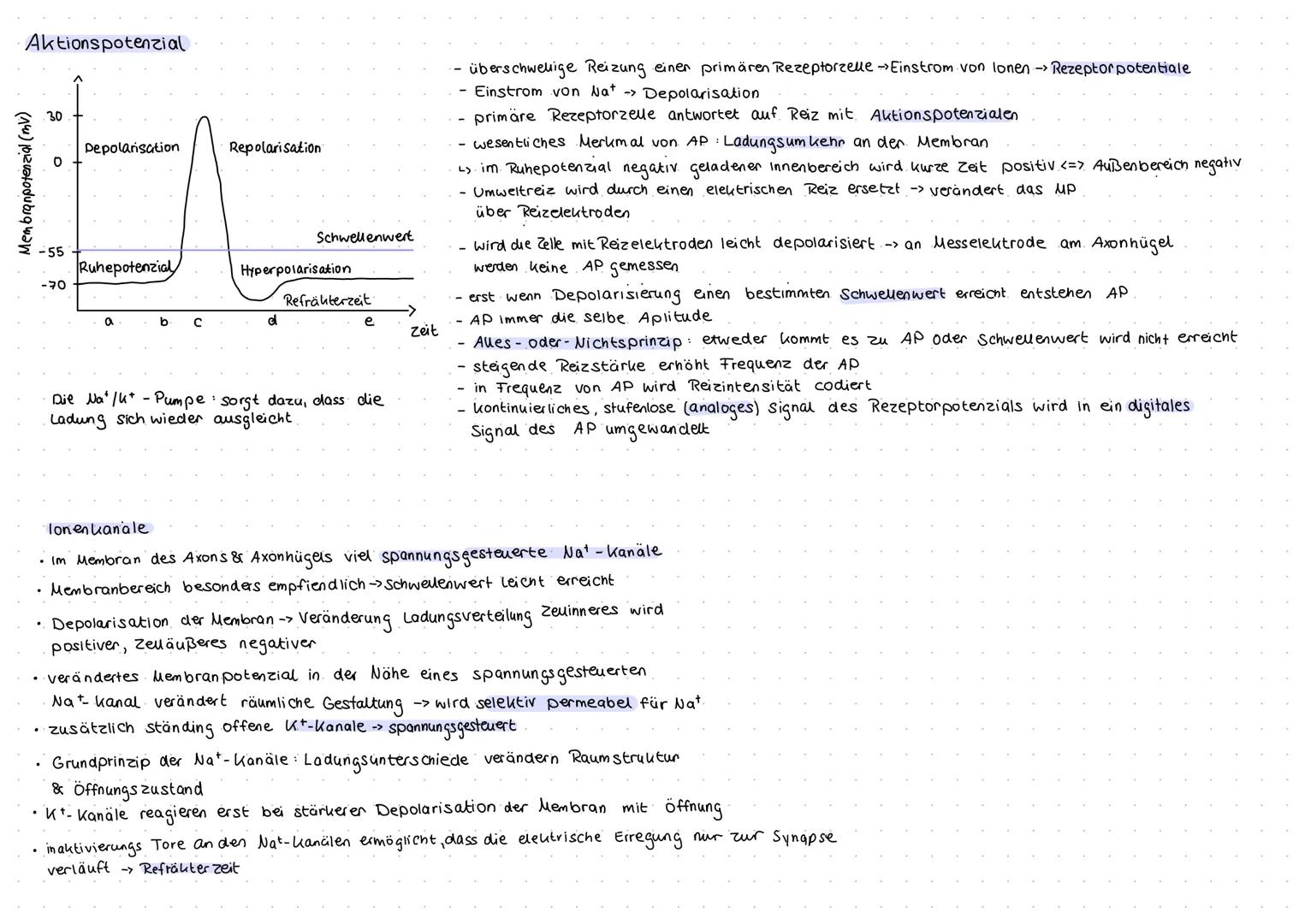 Aufbau und Funktion von Neuronen
Neuron (Nervenzelle)
Funktion
Dendritten: Verästelungen am Soma, Eingangsbereiche der Nervenzelle
Dendritte
