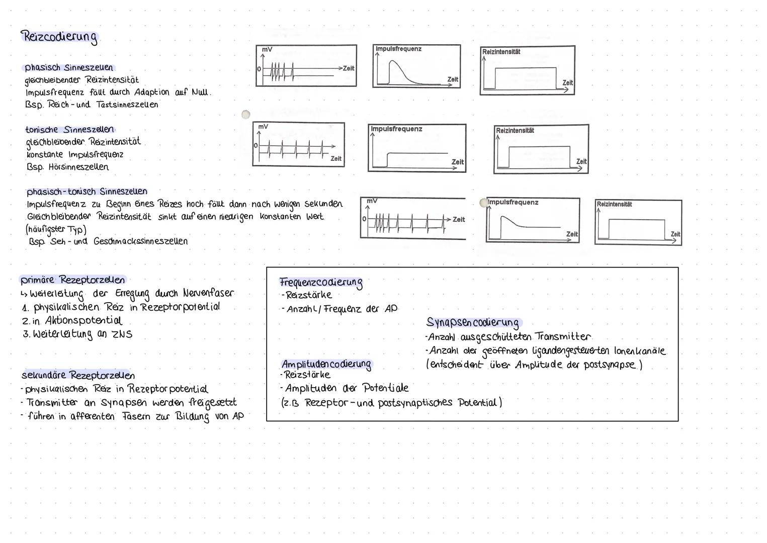 Aufbau und Funktion von Neuronen
Neuron (Nervenzelle)
Funktion
Dendritten: Verästelungen am Soma, Eingangsbereiche der Nervenzelle
Dendritte