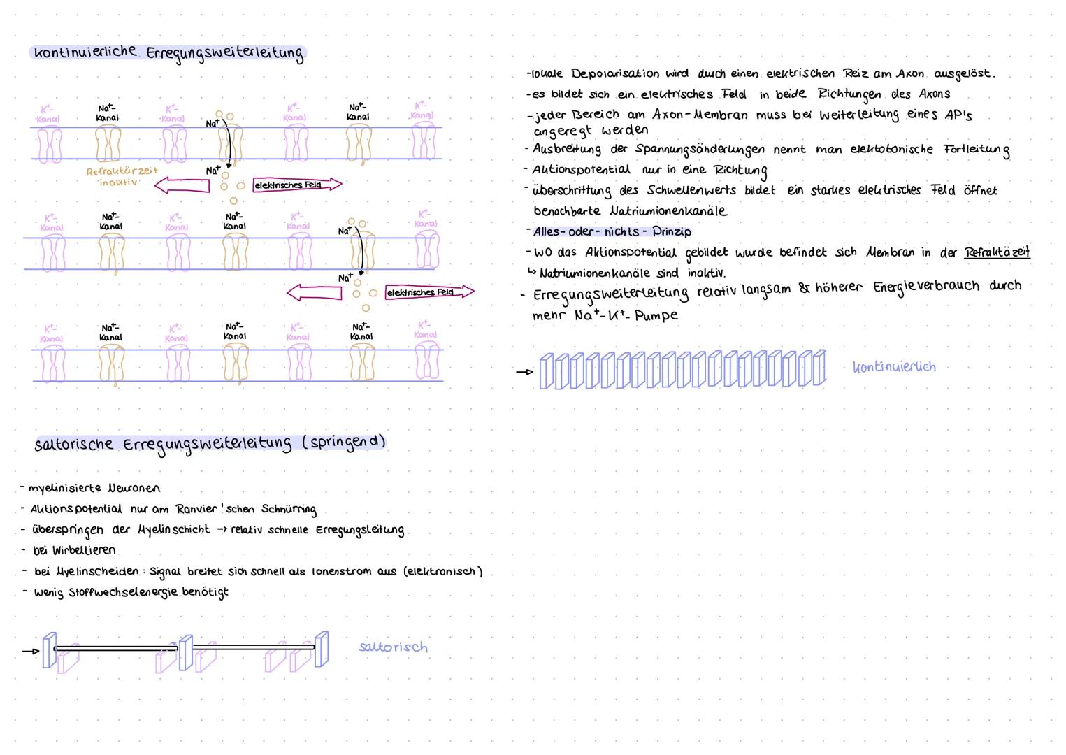 Aufbau und Funktion von Neuronen
Neuron (Nervenzelle)
Funktion
Dendritten: Verästelungen am Soma, Eingangsbereiche der Nervenzelle
Dendritte