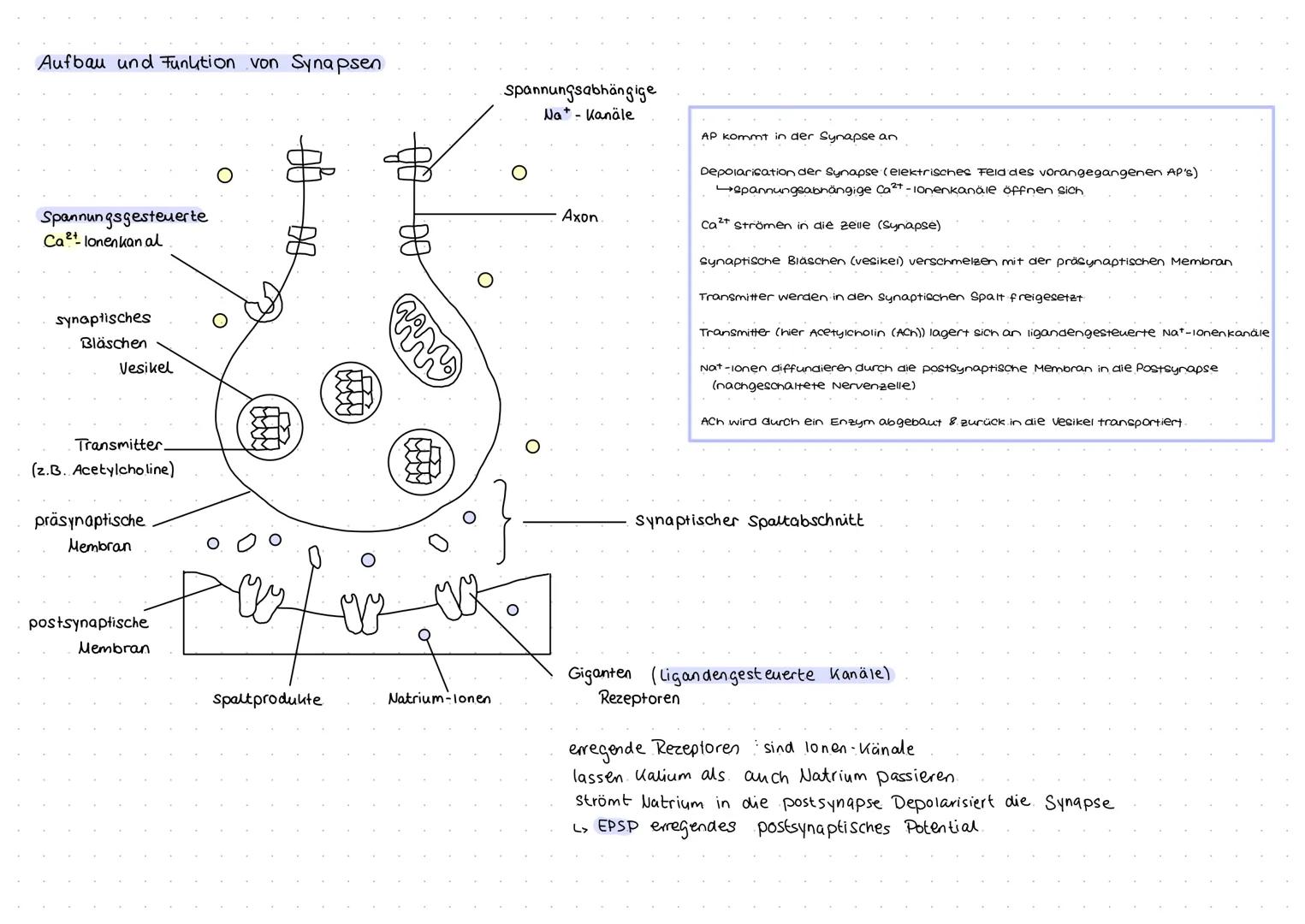 Aufbau und Funktion von Neuronen
Neuron (Nervenzelle)
Funktion
Dendritten: Verästelungen am Soma, Eingangsbereiche der Nervenzelle
Dendritte