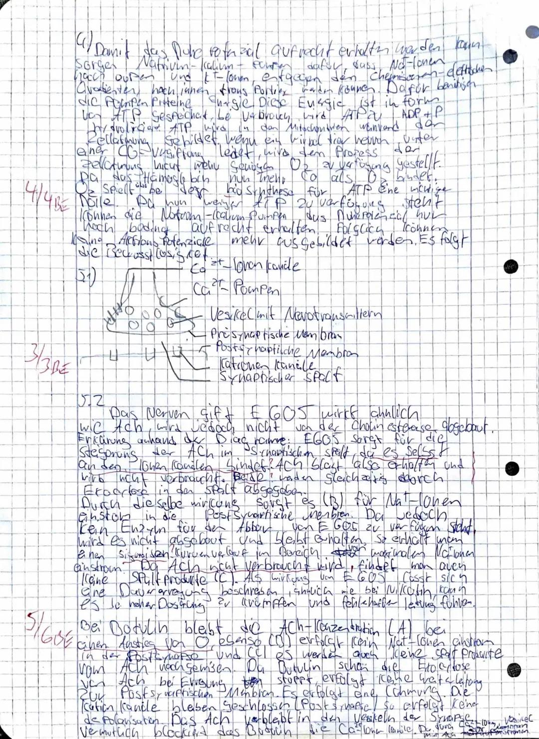 1
KURSARBEIT Biologie eA 11/2
- Neurobiologie -
Ordnen Sie den Ziffern der Abbildung entsprechende Fachbegriffe zu und nennen sie die
Funkti