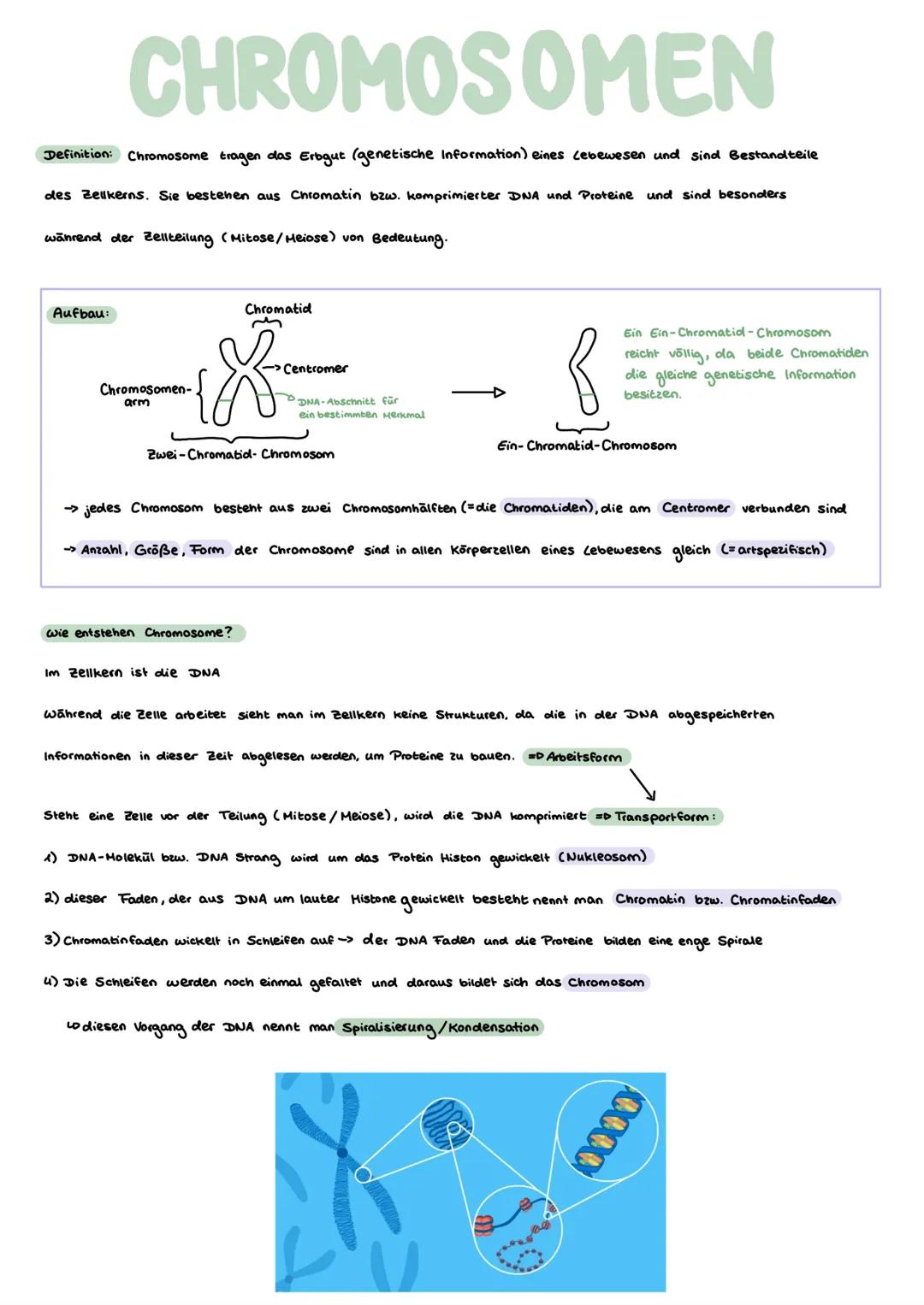 # Genetik
GRUNDLAGEN GLOSSAR
1) Gen:
- „Bauplan"für Proteine
-DNA - Abschnitt, der als Informationseinheit zur Ausprägung eines Merkmals nö