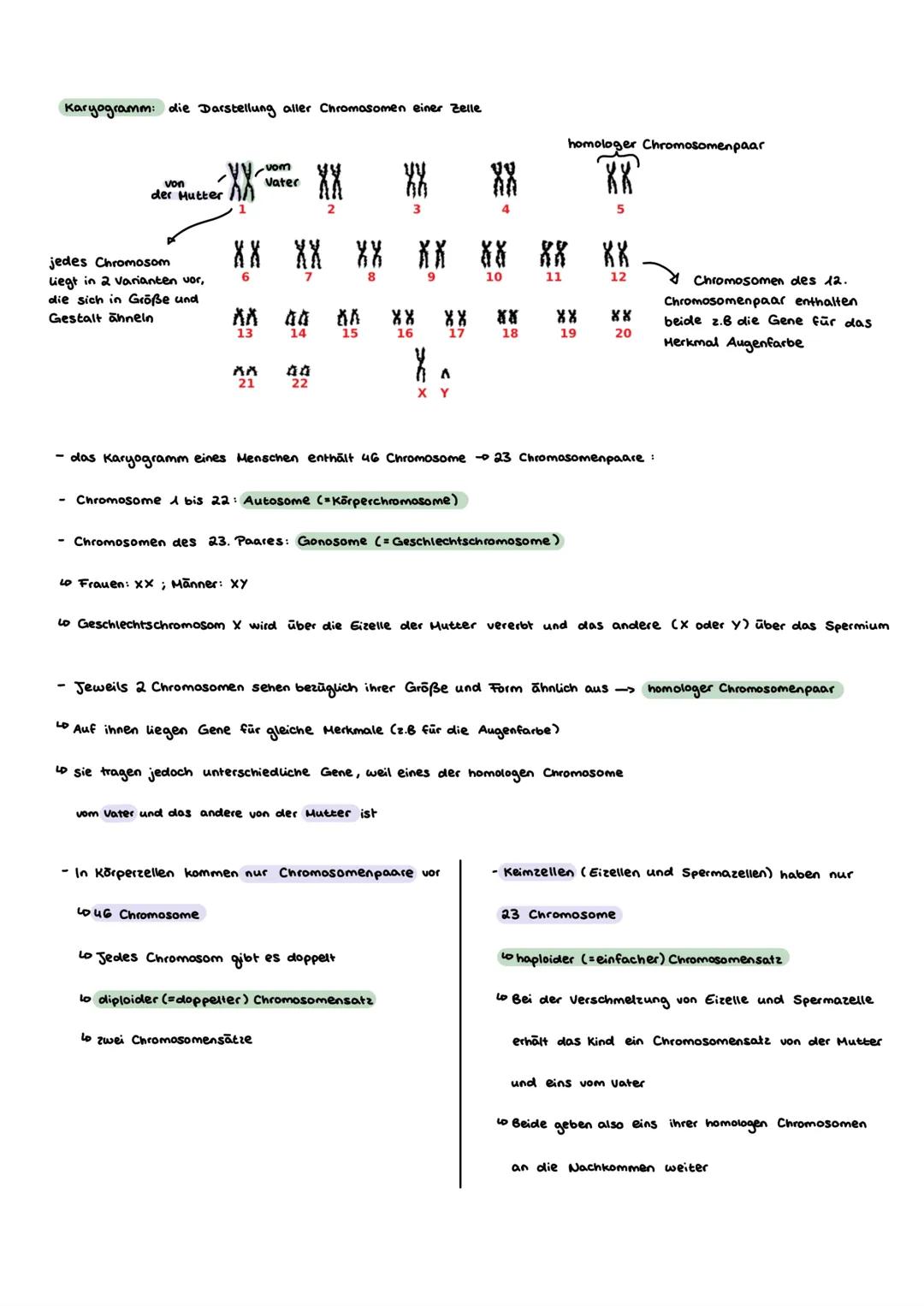 # Genetik
GRUNDLAGEN GLOSSAR
1) Gen:
- „Bauplan"für Proteine
-DNA - Abschnitt, der als Informationseinheit zur Ausprägung eines Merkmals nö