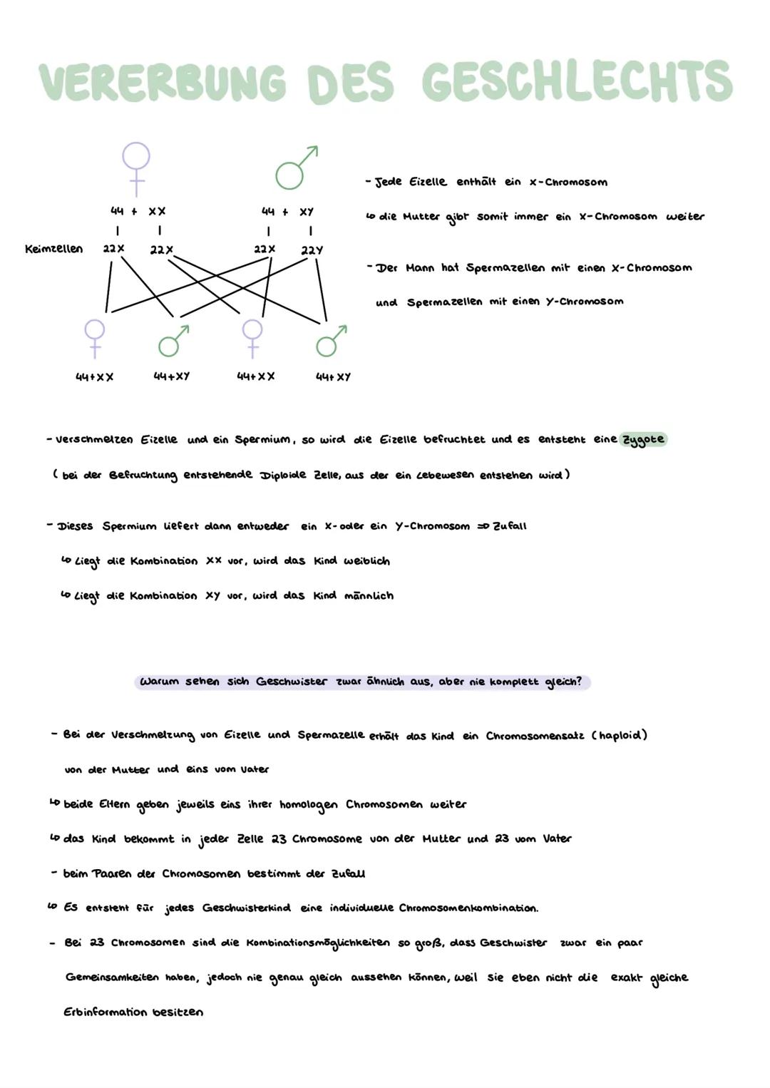 # Genetik
GRUNDLAGEN GLOSSAR
1) Gen:
- „Bauplan"für Proteine
-DNA - Abschnitt, der als Informationseinheit zur Ausprägung eines Merkmals nö