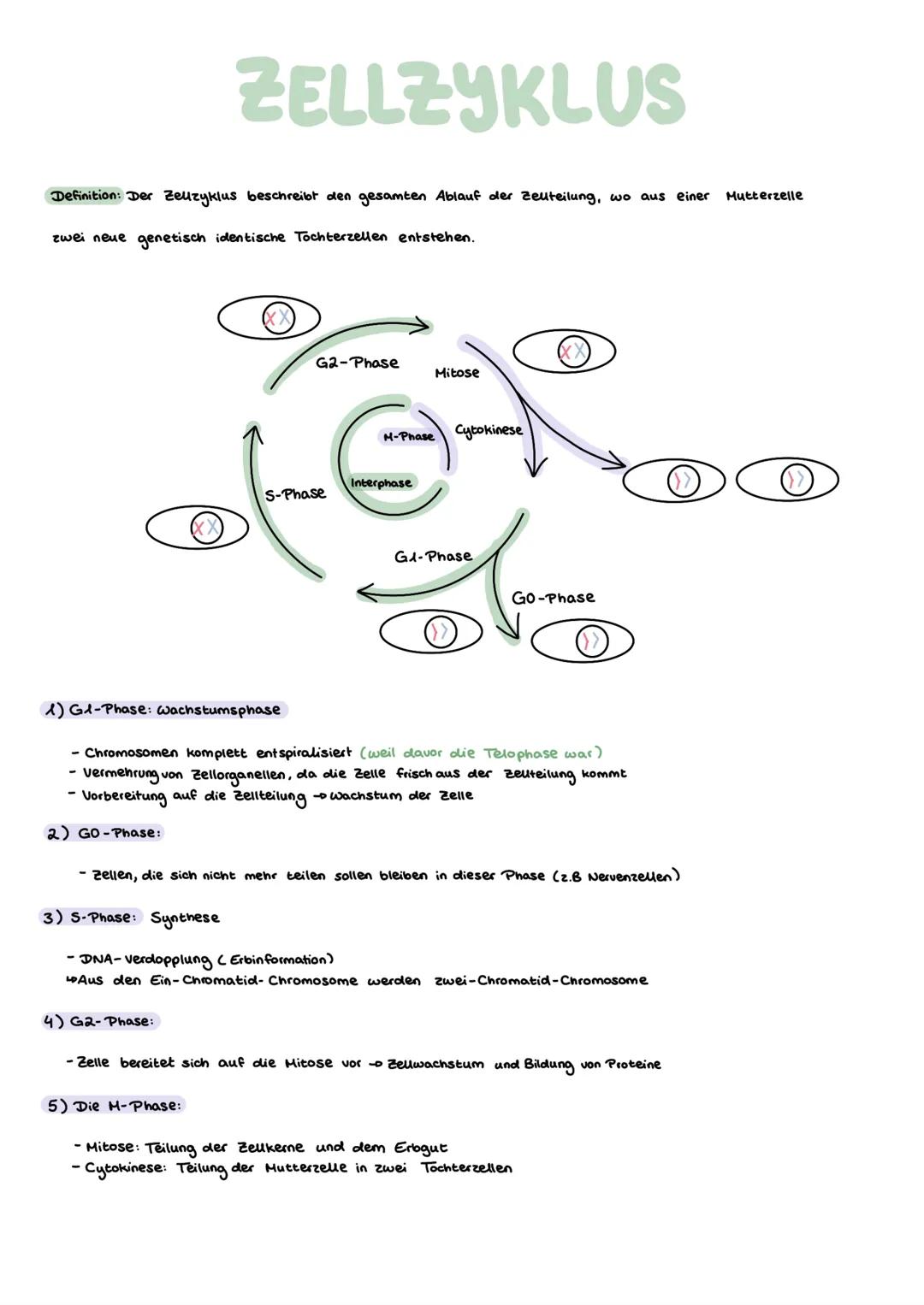 # Genetik
GRUNDLAGEN GLOSSAR
1) Gen:
- „Bauplan"für Proteine
-DNA - Abschnitt, der als Informationseinheit zur Ausprägung eines Merkmals nö