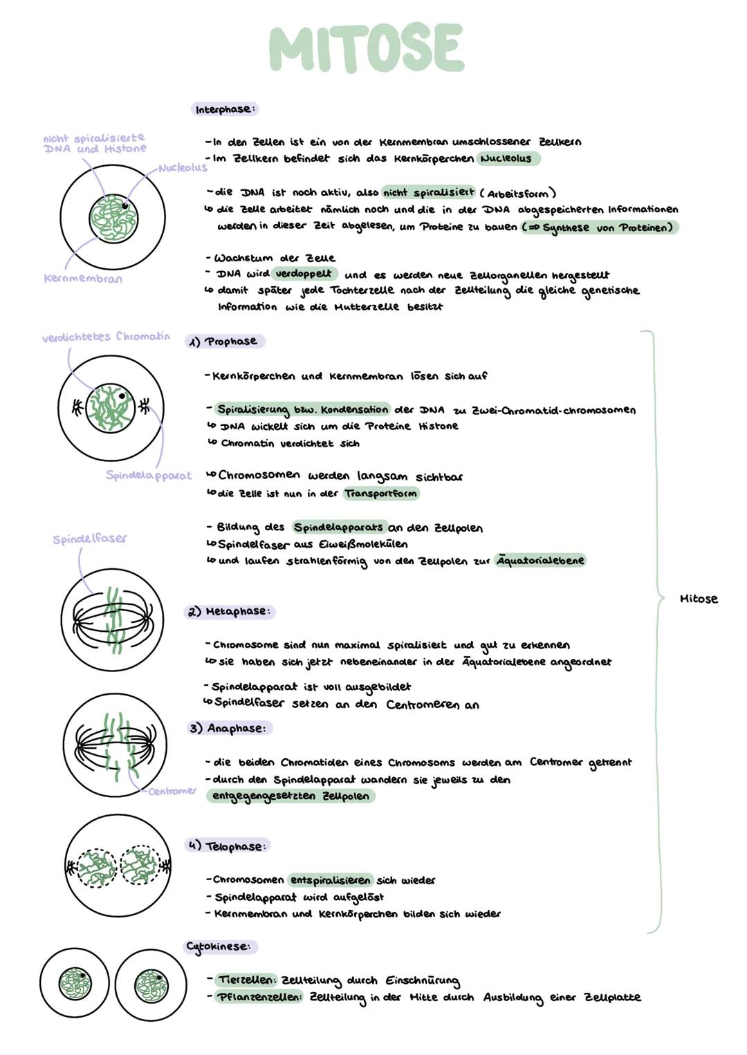 # Genetik
GRUNDLAGEN GLOSSAR
1) Gen:
- „Bauplan"für Proteine
-DNA - Abschnitt, der als Informationseinheit zur Ausprägung eines Merkmals nö