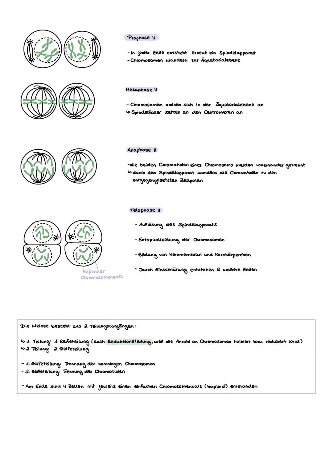 # Genetik
GRUNDLAGEN GLOSSAR
1) Gen:
- „Bauplan"für Proteine
-DNA - Abschnitt, der als Informationseinheit zur Ausprägung eines Merkmals nö