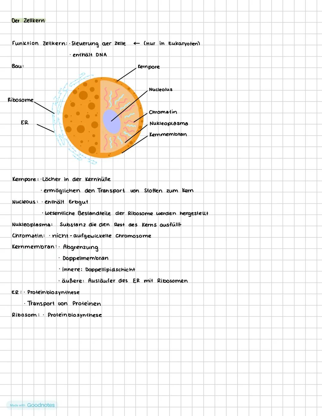 Der Zellkern
Funktion Zellkern: Steuerung der zelle
Bau
Ribosome
ER
• enthält DNA
(nur in Eukaryoten)
Kernpore
Nucleolus
Chromatin
Nukleopla