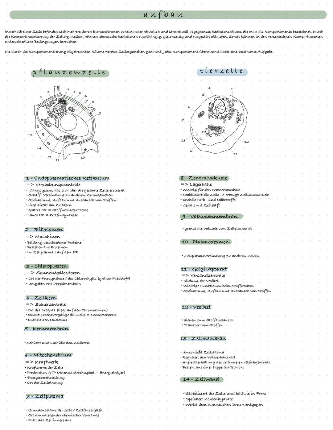 Biologie
ZELL BIOLOGIE
definition zelle
Zellen sind die Basis jeglichen Lebens. Jedes Lebewesen ist aus mindestens einer, meistens jedoch Bi