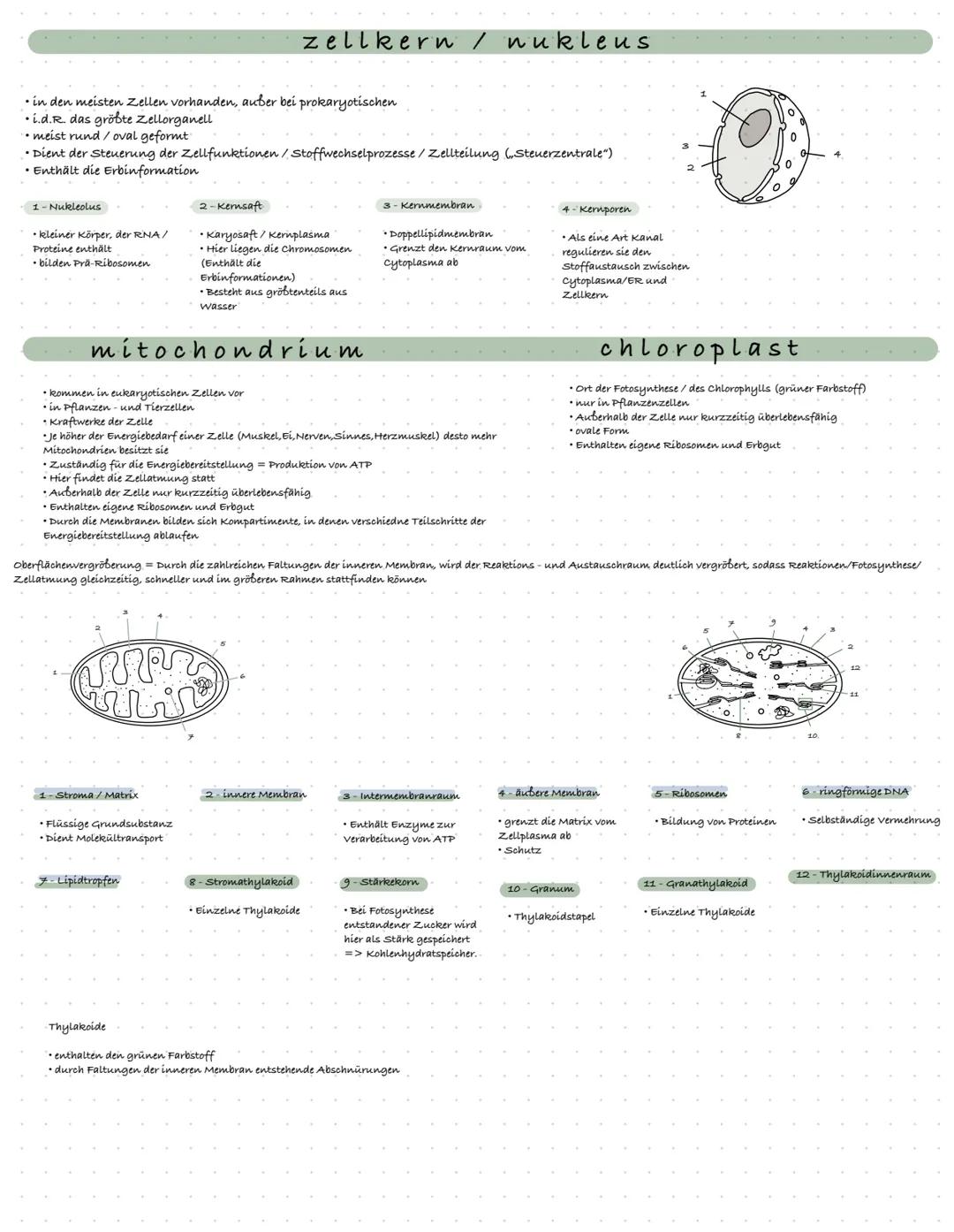 Biologie
ZELL BIOLOGIE
definition zelle
Zellen sind die Basis jeglichen Lebens. Jedes Lebewesen ist aus mindestens einer, meistens jedoch Bi