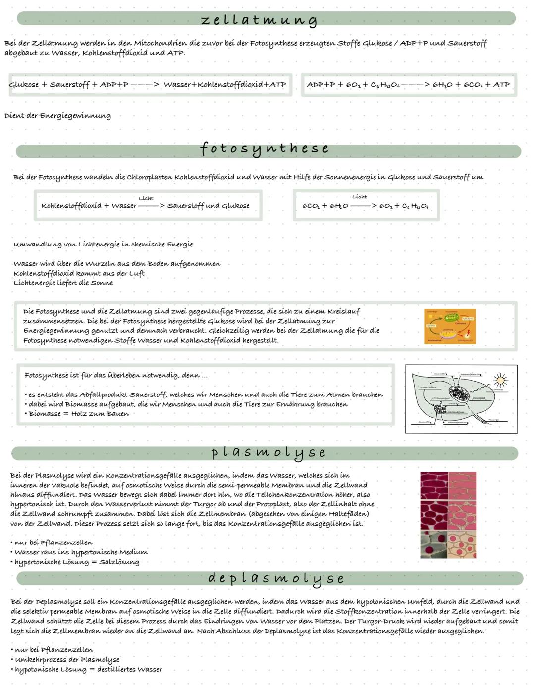 Biologie
ZELL BIOLOGIE
definition zelle
Zellen sind die Basis jeglichen Lebens. Jedes Lebewesen ist aus mindestens einer, meistens jedoch Bi
