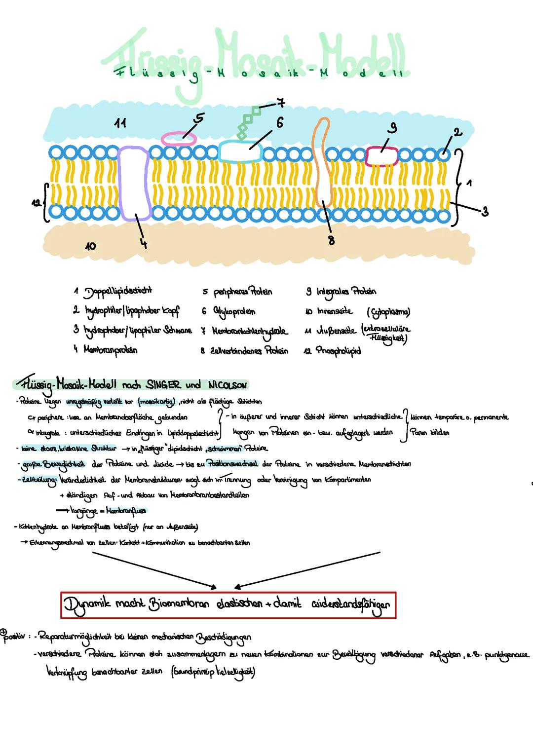 Flüssig- Mosaik- Modell (Biomembran)