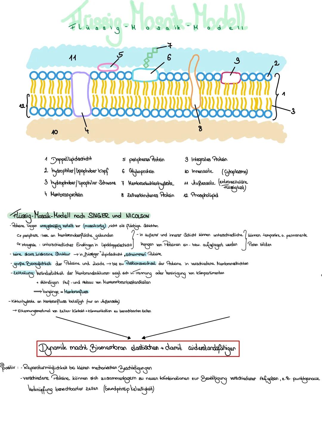 12
10
Hossig-Mosch-Modell.
11
ik
М
૭
ထဝဝဝဝဝဝဝ
8
1
1 Doppellipidschicht
5 peripheres Protein
2 hydrophiler/lipophober Kopf
6 Glykoprotein
3 h