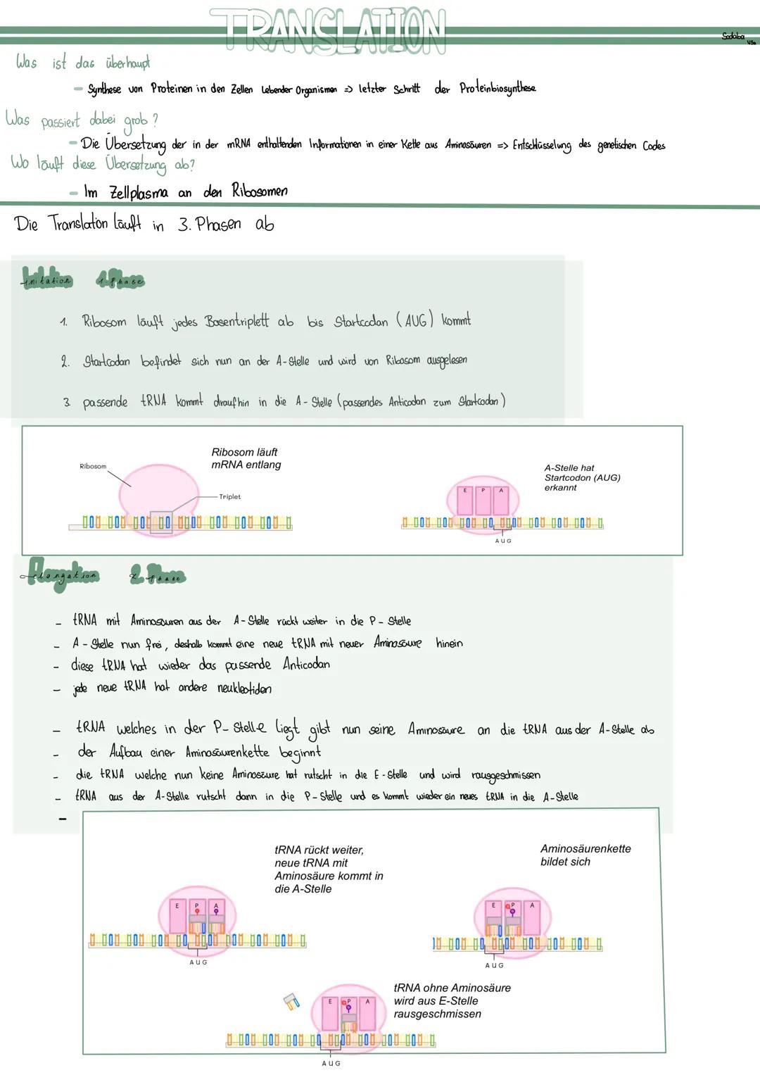 Biologie Translation