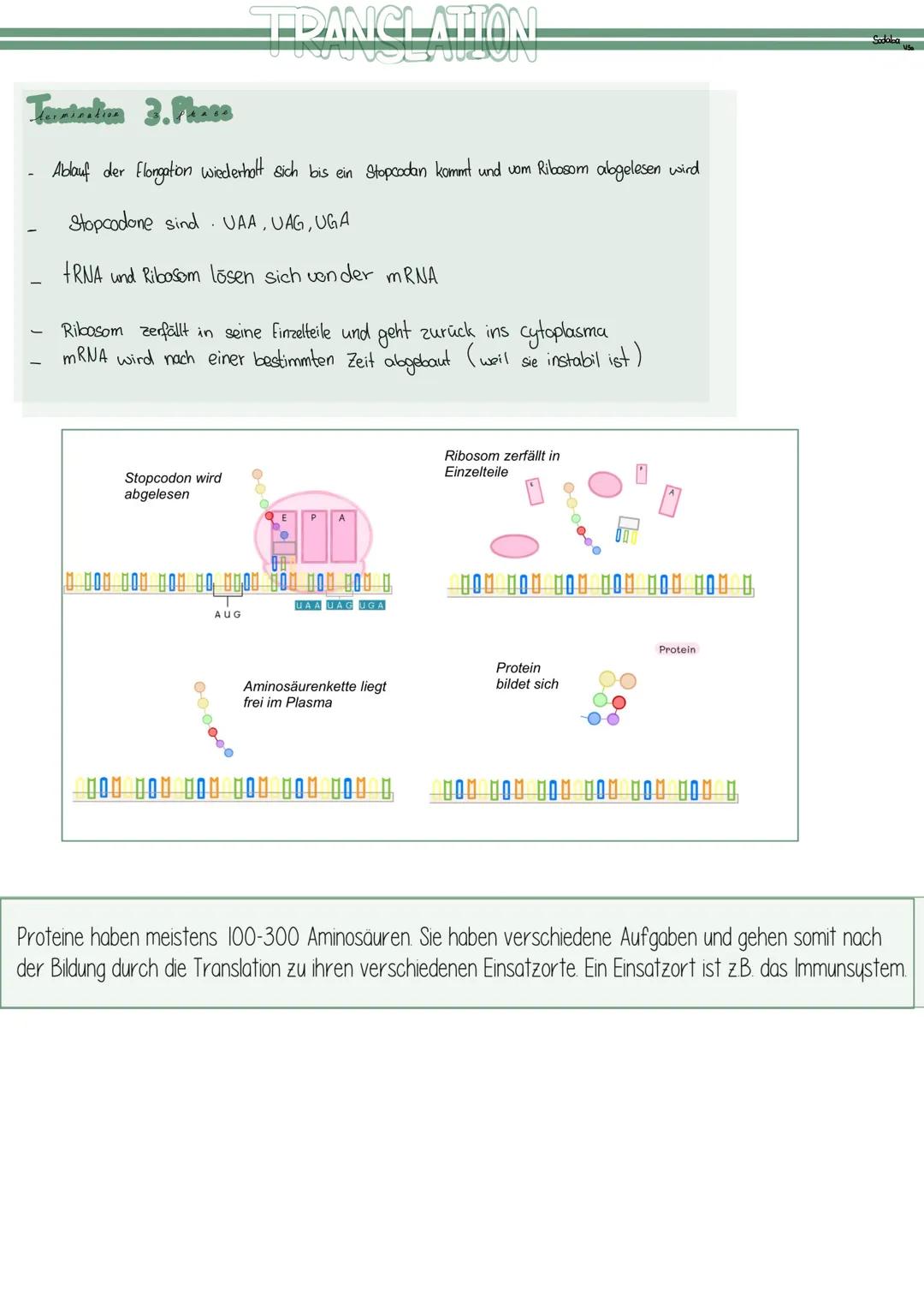# TRANSLATION
Was ist das überhaupt
- Synthese von Proteinen in den Zellen Lebender Organismen => letzter Schritt der Proteinbiosynthese
W